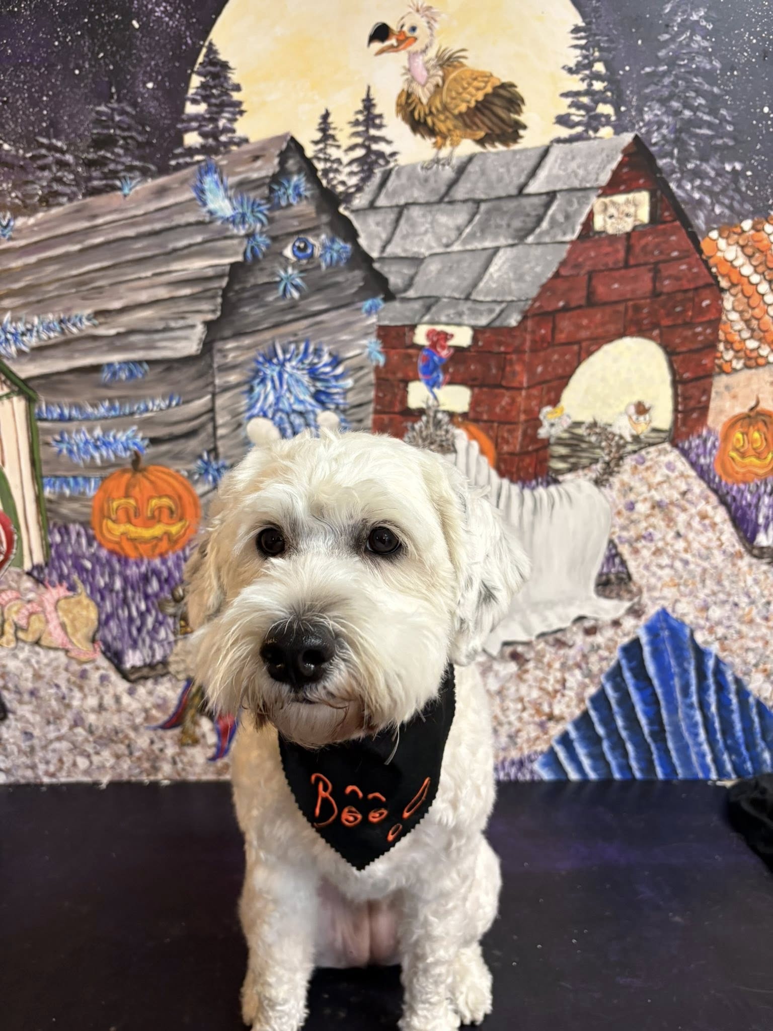 Aren's Grooming Newport