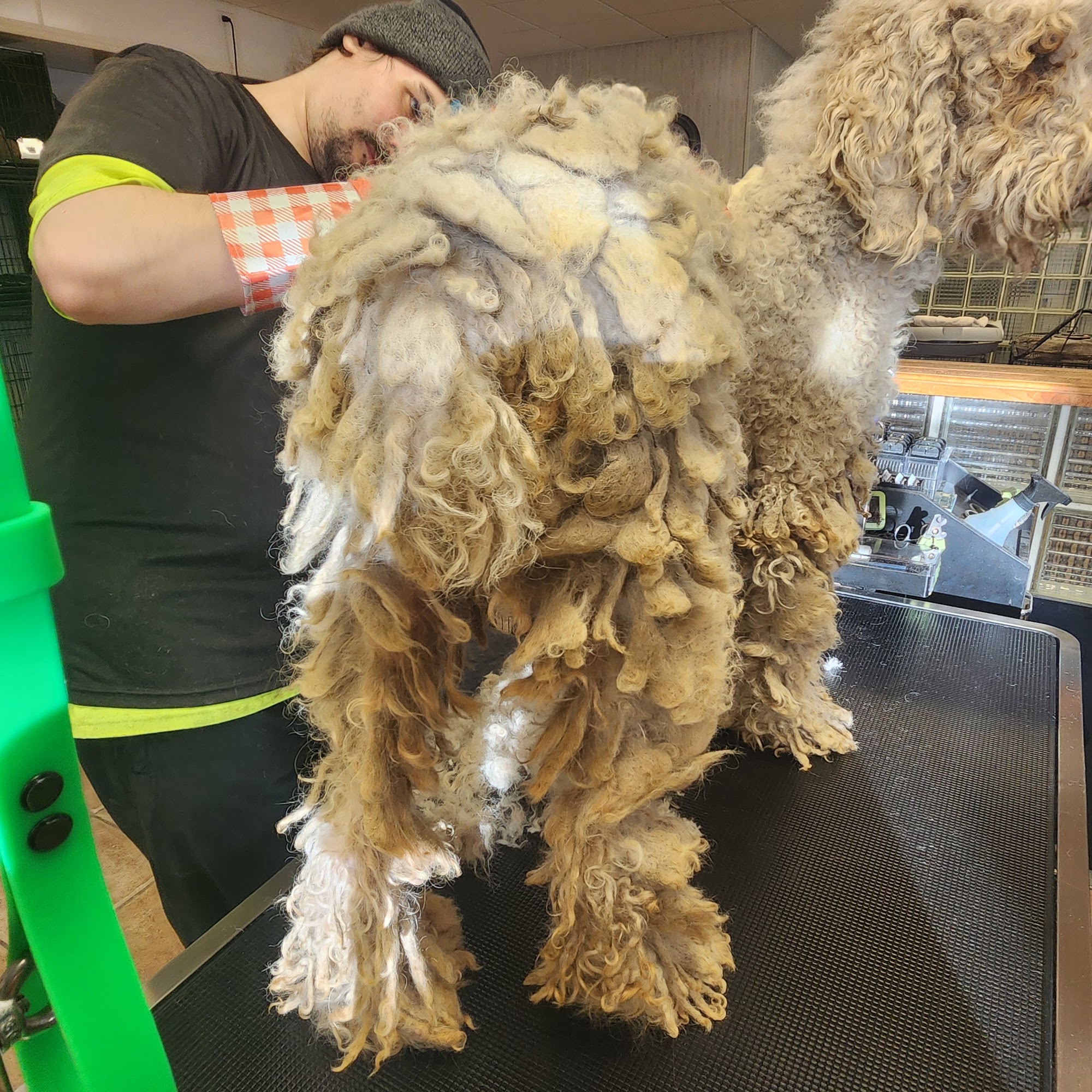 Aren's Grooming Newport