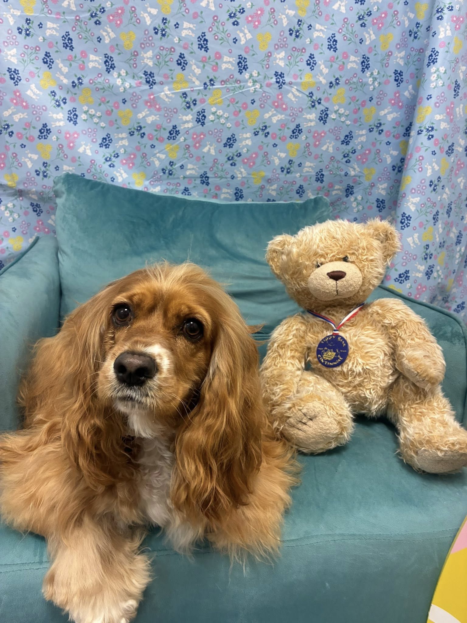 Hugs & Kisses Grooming Palace Newport