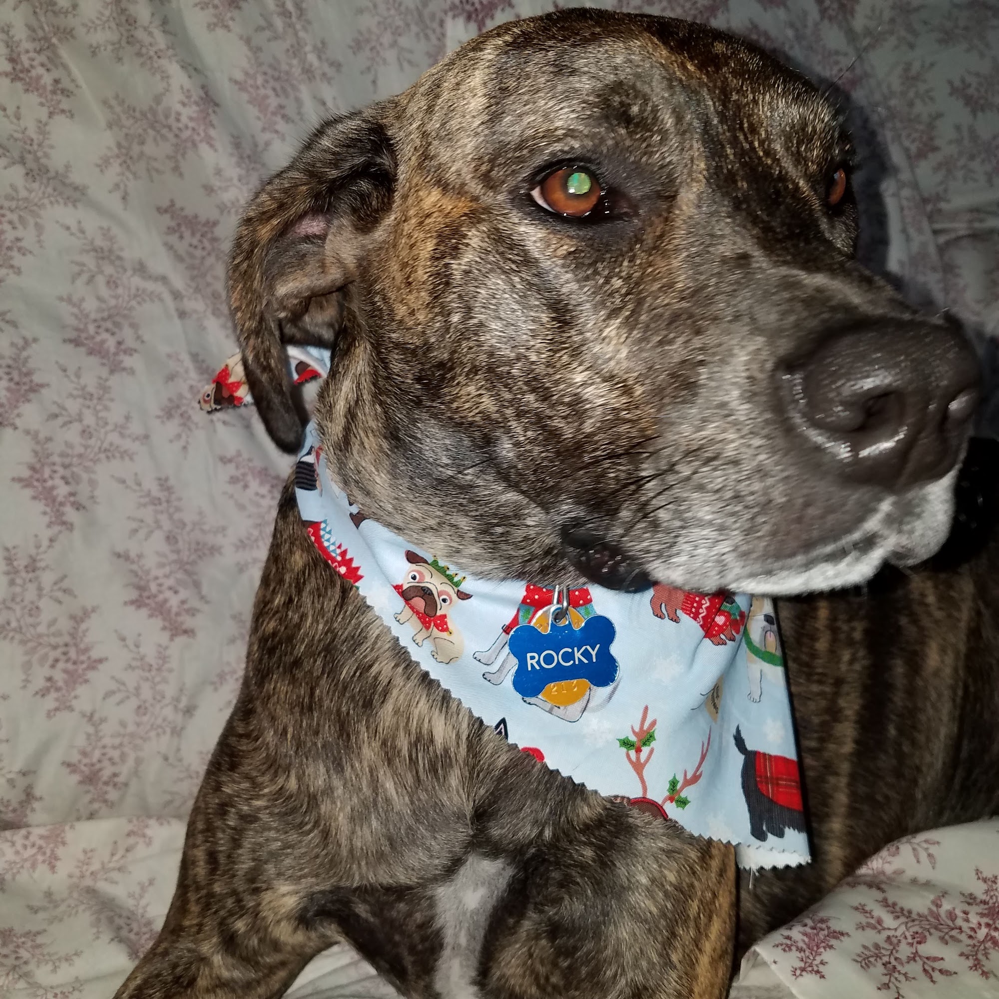 Hugs & Kisses Grooming Palace Newport