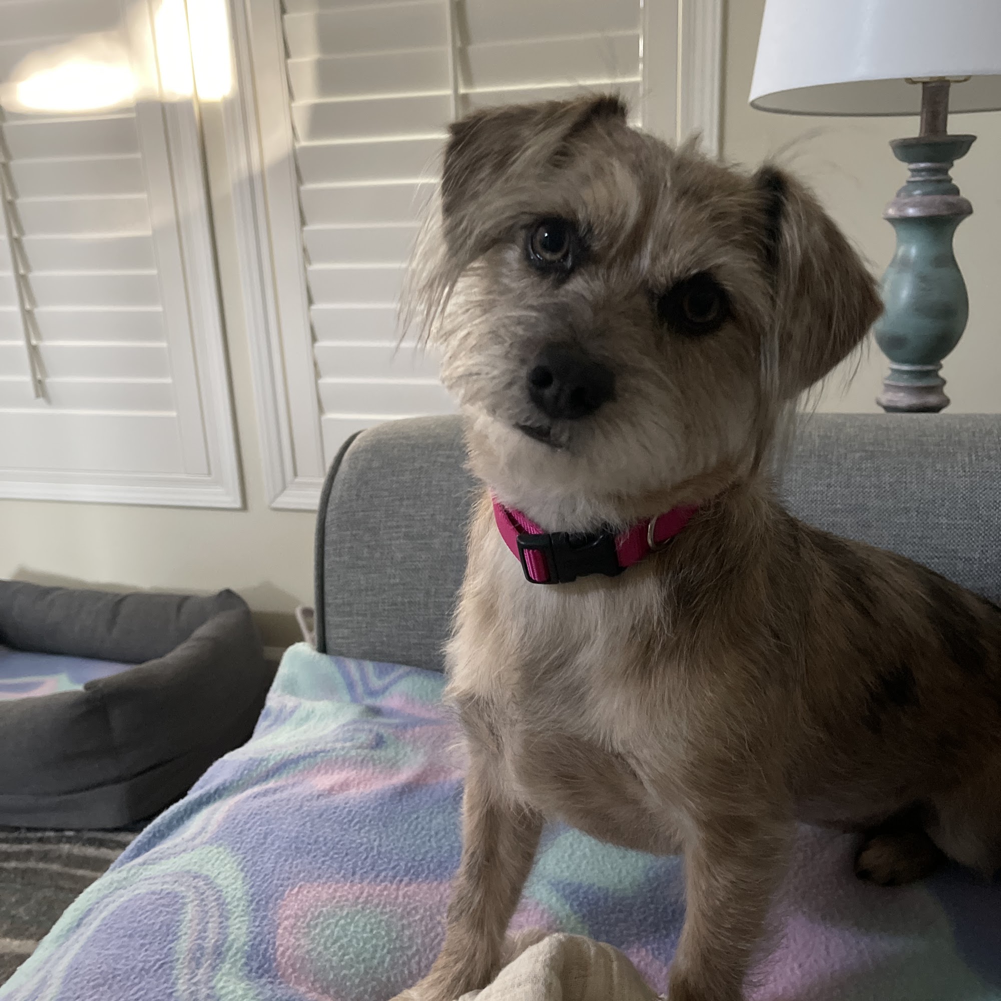 Cuddles N Bows Grooming Shoppe Newport