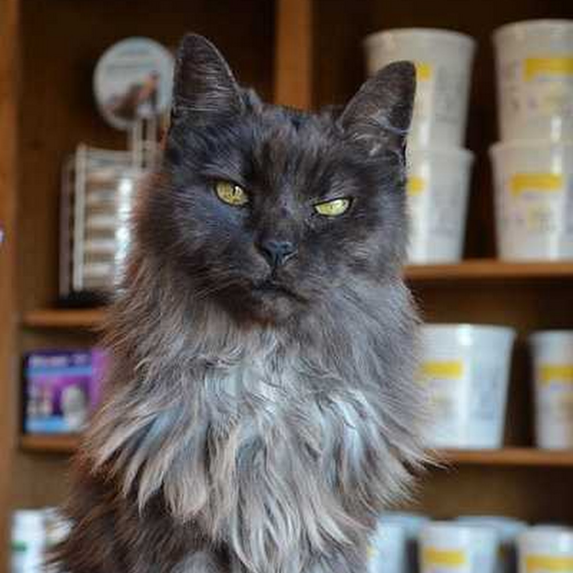 Startown Veterinary Hospital Newton