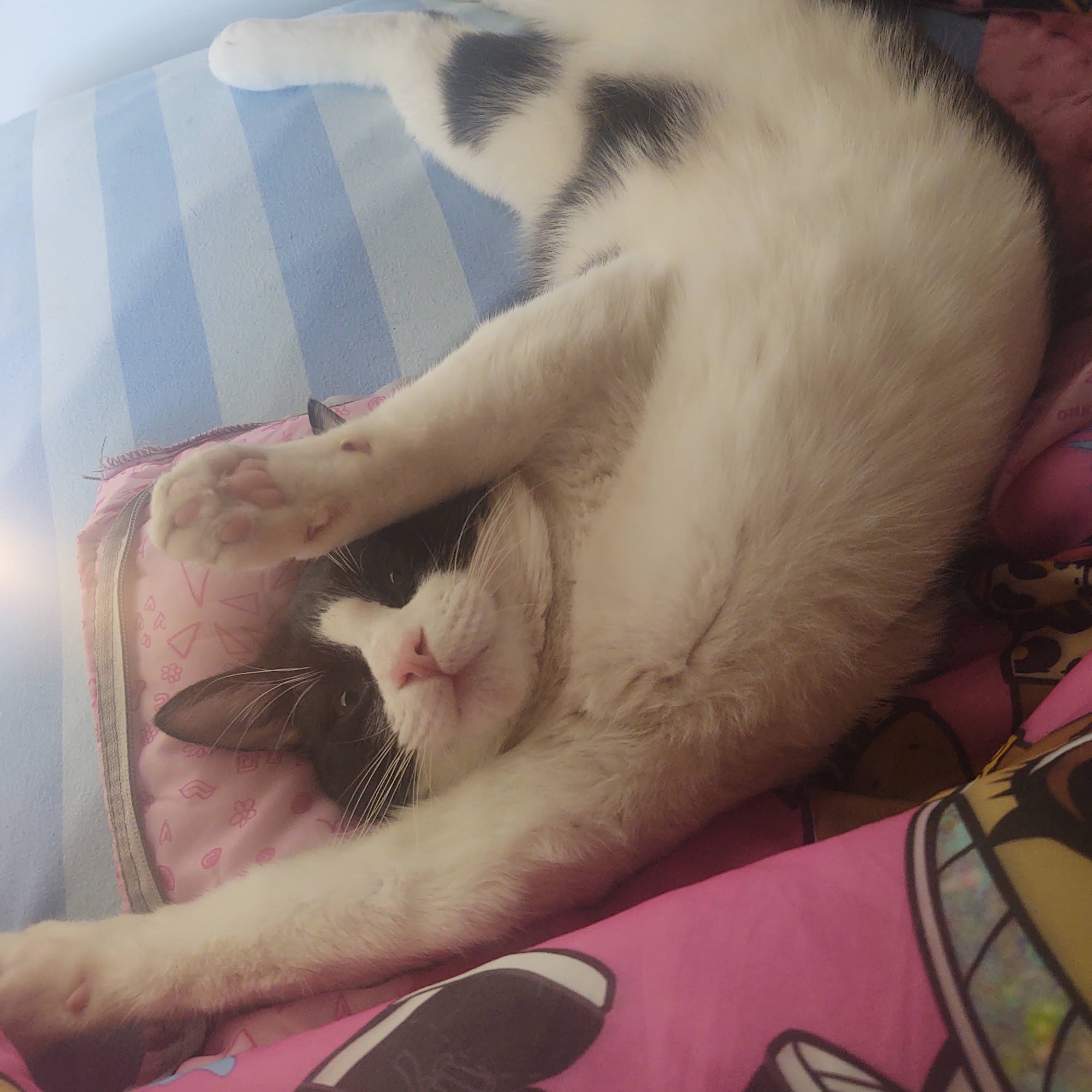 Oak Island Animal Hospital Oak Island