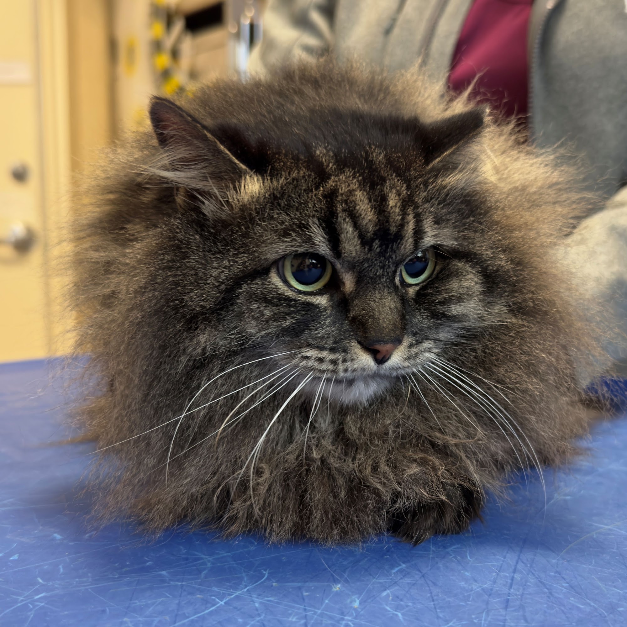 Carr Veterinary Hospital Oak Ridge