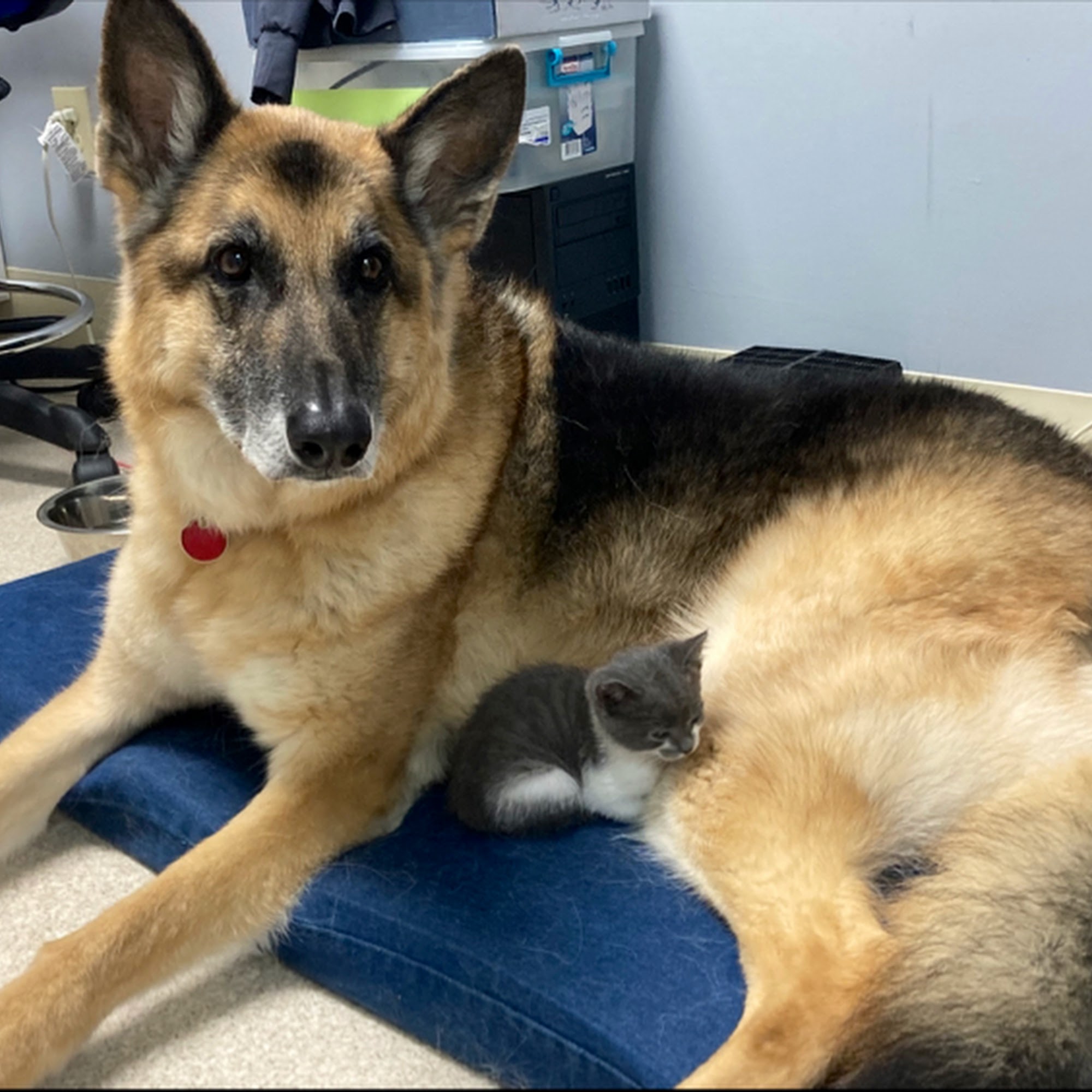 Veterinary Hospital of Oak Ridge Oak Ridge