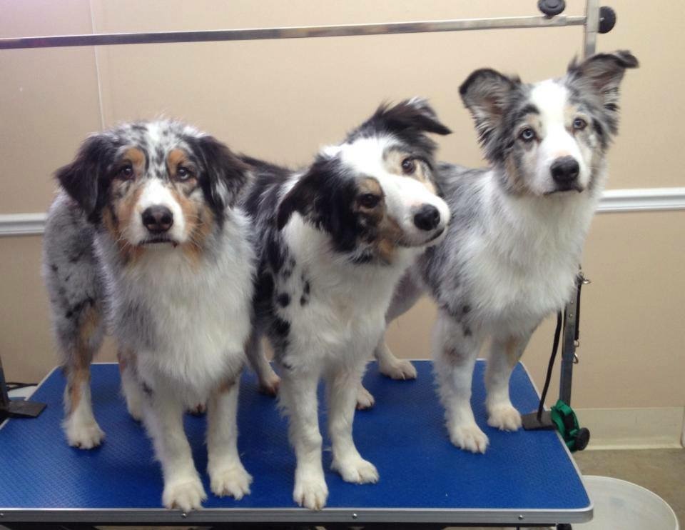 Critter Company Oak Ridge