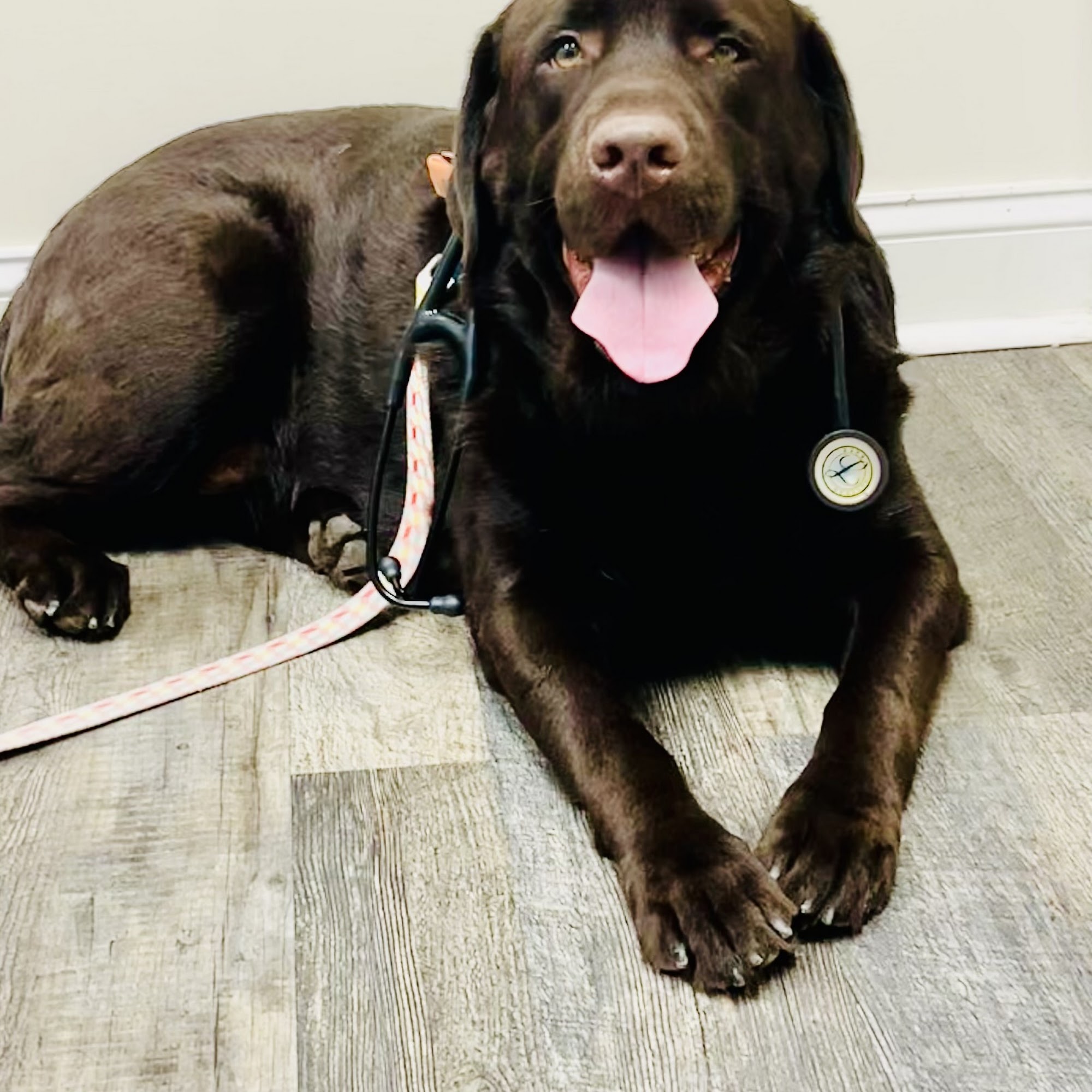 Ocean Isle Veterinary Hospital Ocean Isle Beach