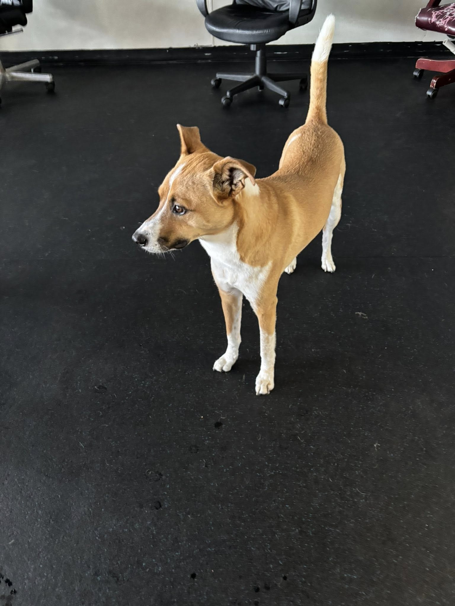 Ruffin It Doggy Daycare and Grooming LLC Ocean Isle Beach