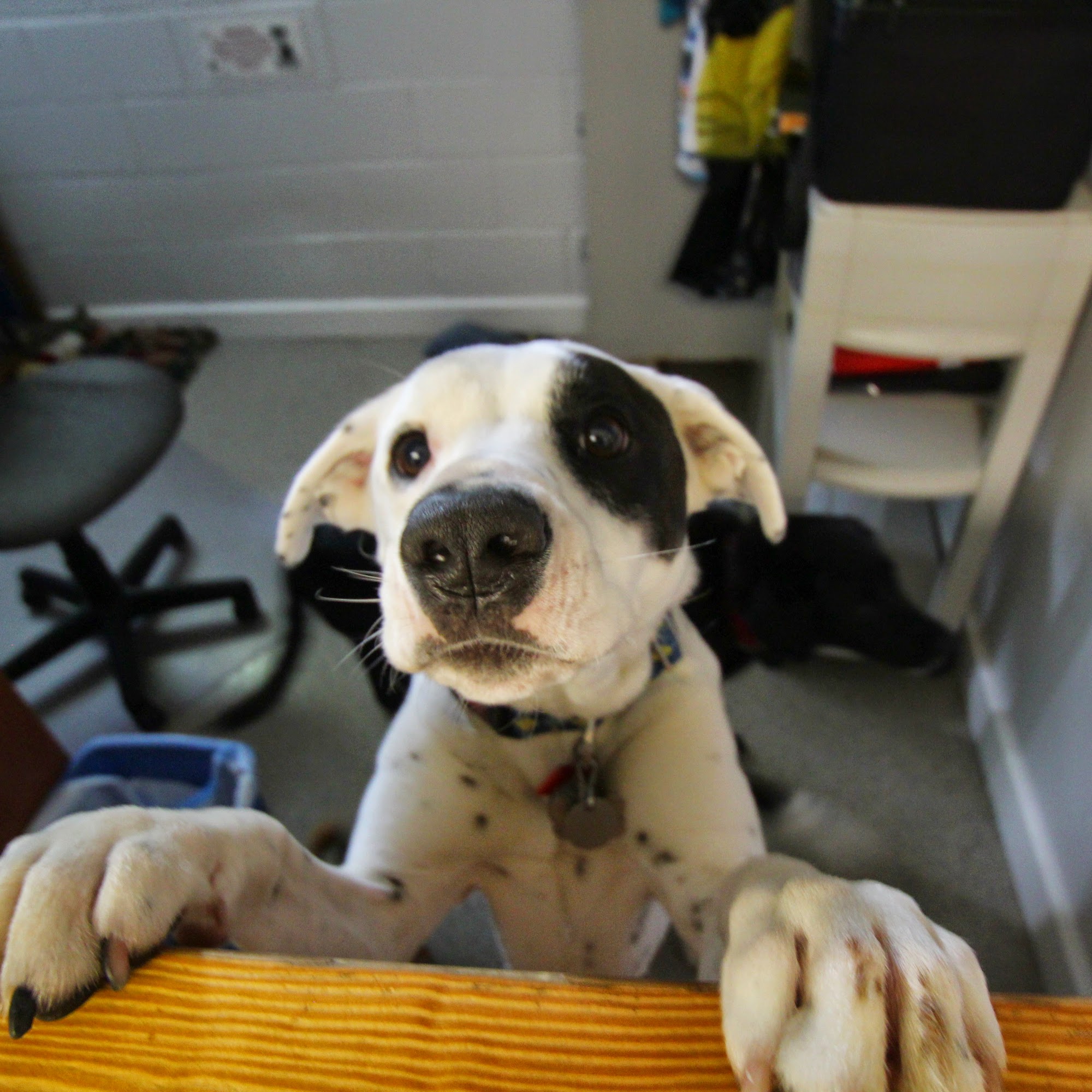 Oriental Village Veterinary Hospital Oriental