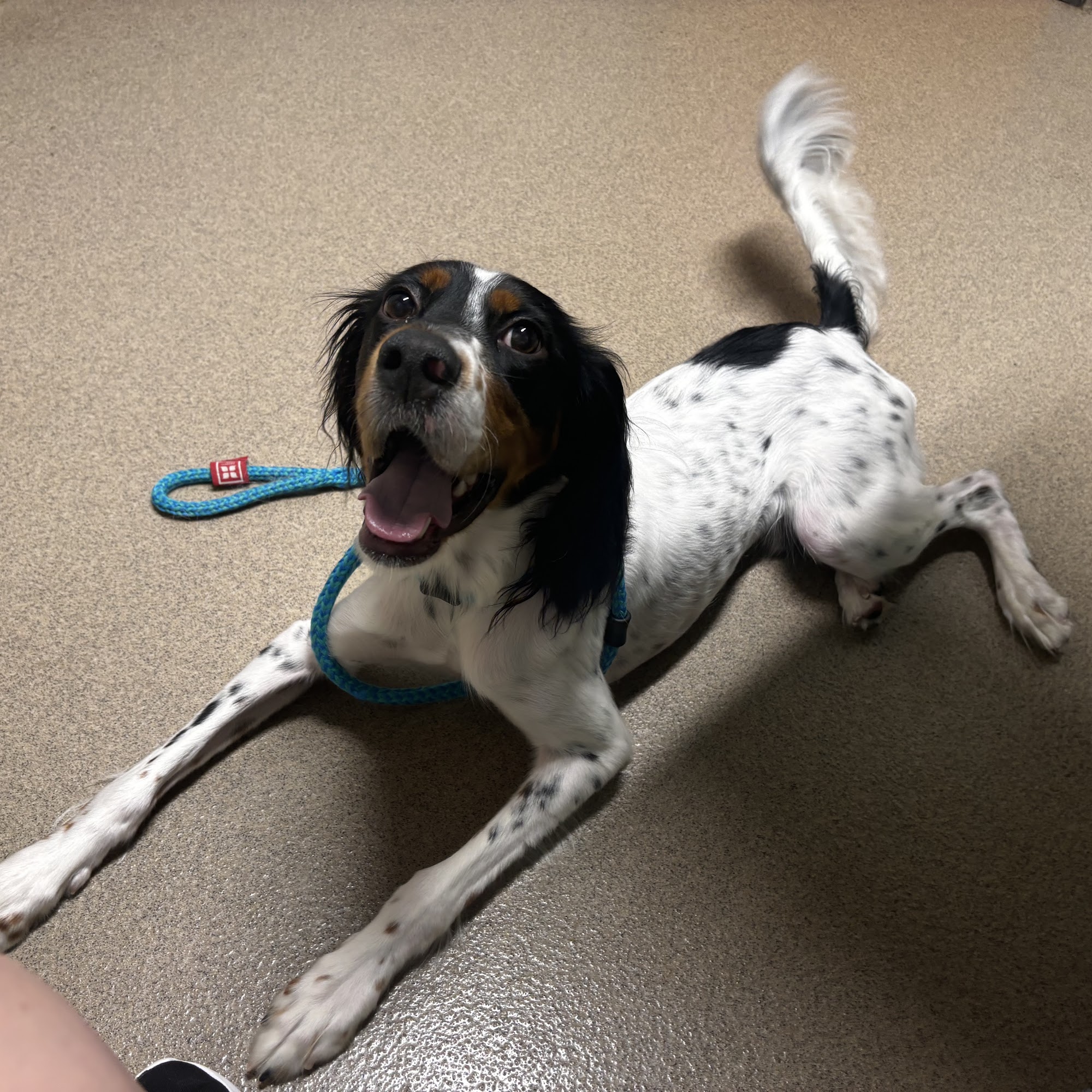 Oxford Veterinary Hospital Oxford