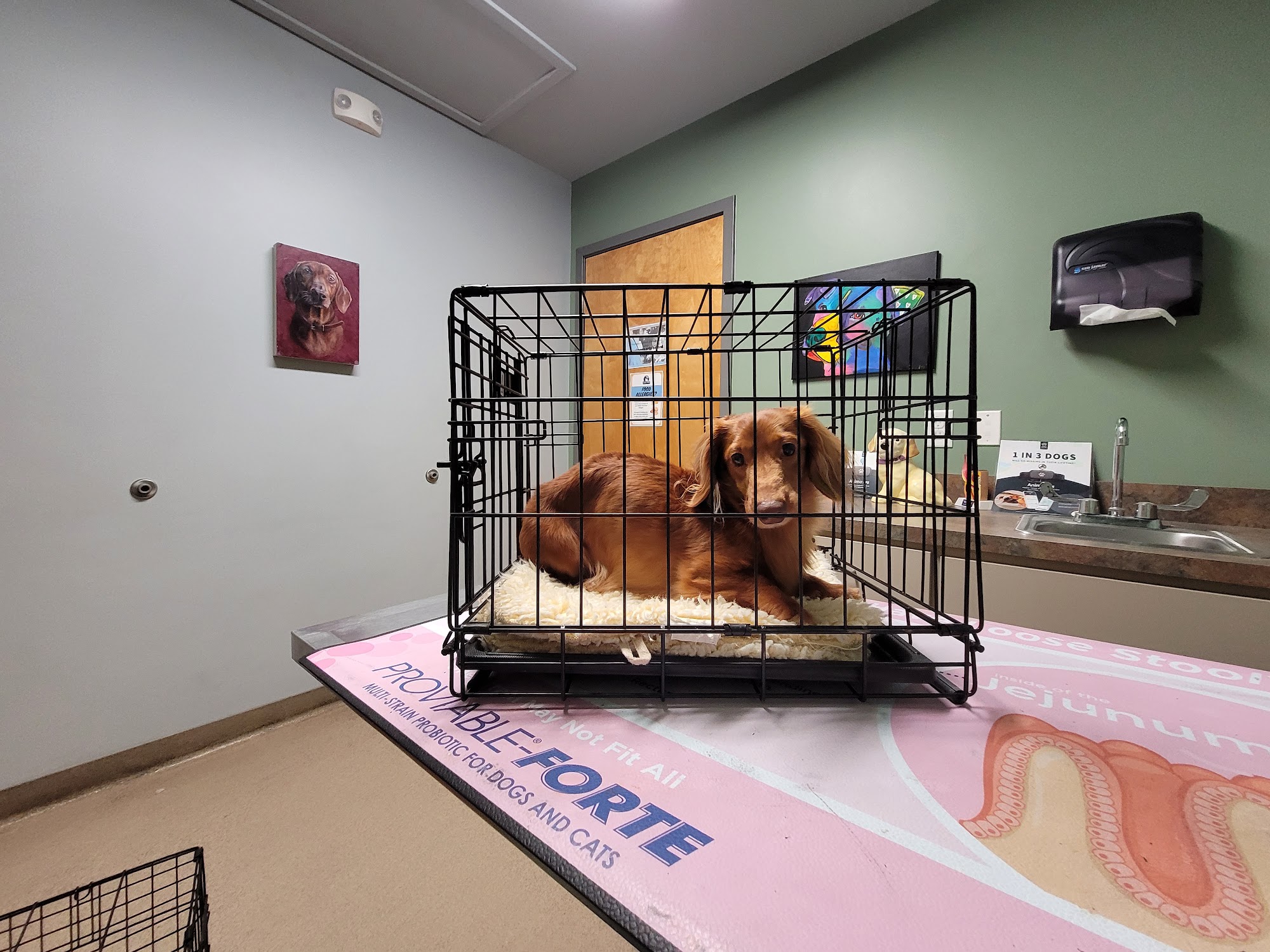 Oxford Veterinary Hospital Oxford