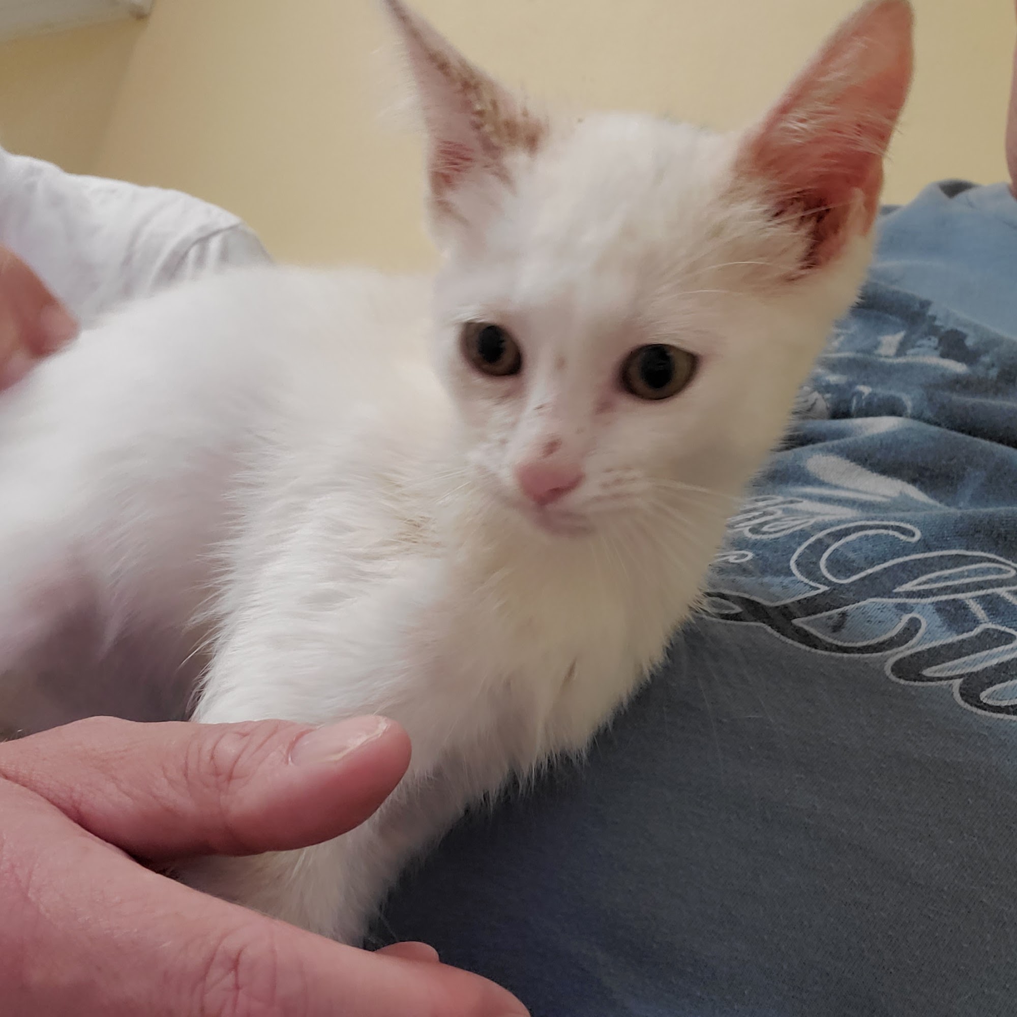 North Star Veterinary Hospital Parkton