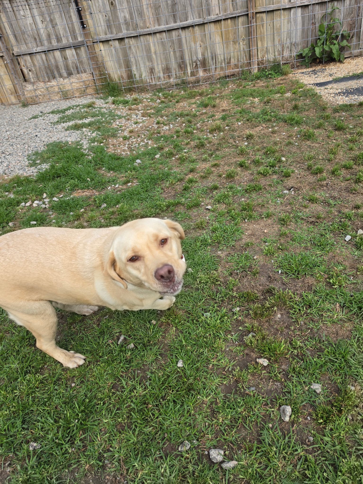 King Ranch K9 Resort Parkton