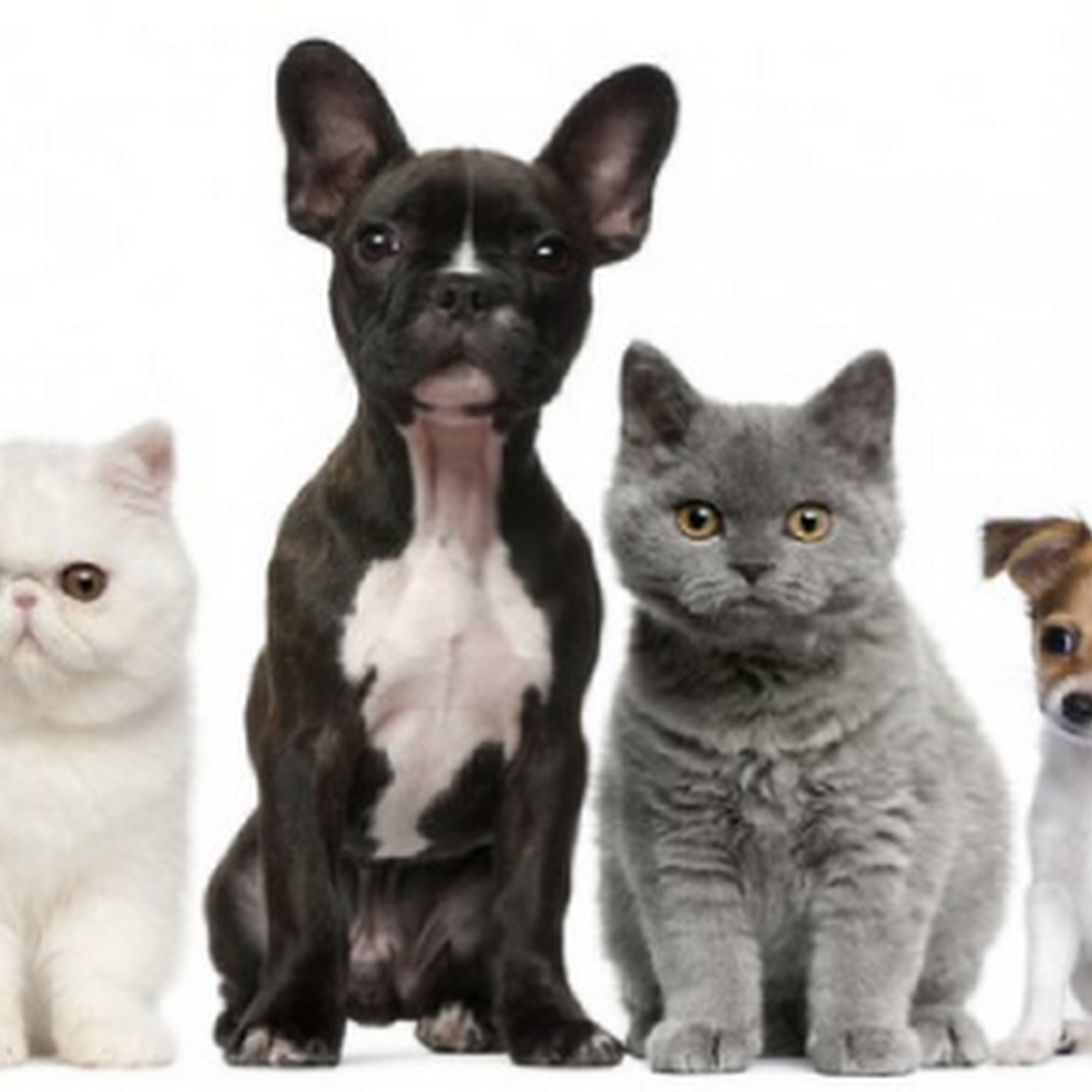 Pfafftown Animal Hospital Pfafftown