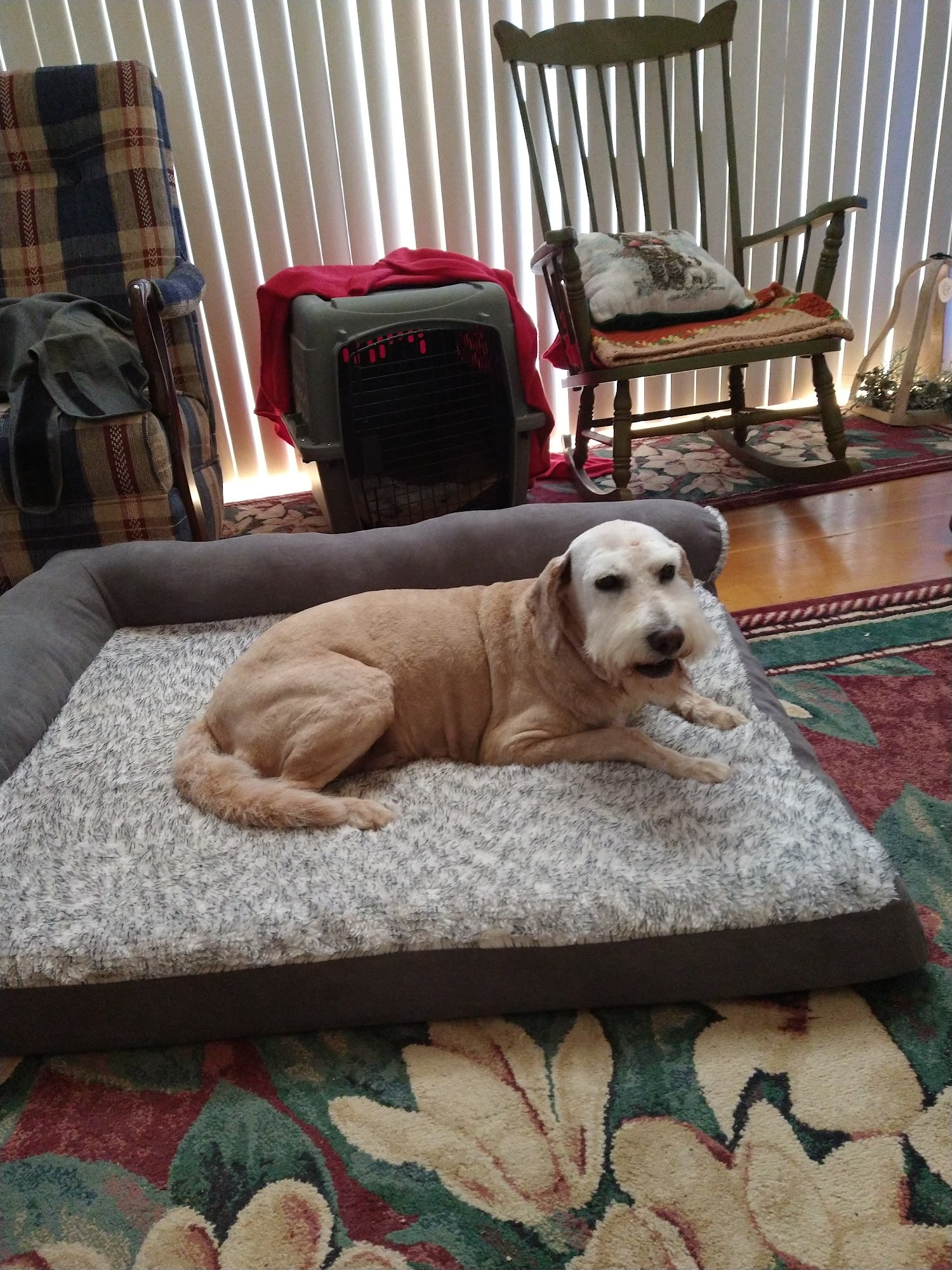 Pilot Mountain Animal Hospital Pilot Mountain