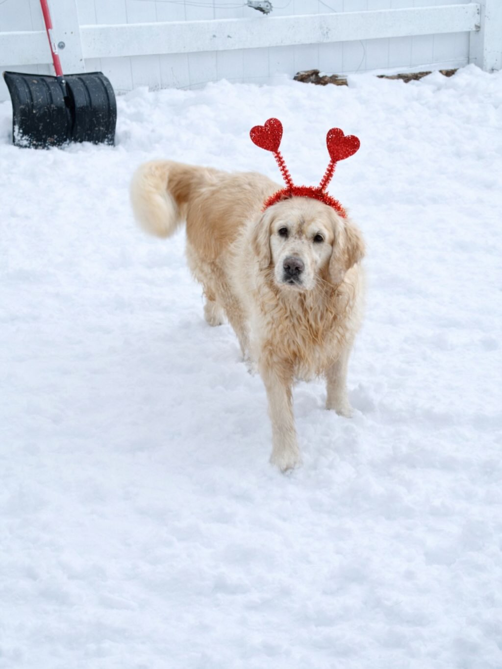 Doggy Home Away From Home/ Dog Vacay 365 E New England Ave, Pinebluff North Carolina 28373