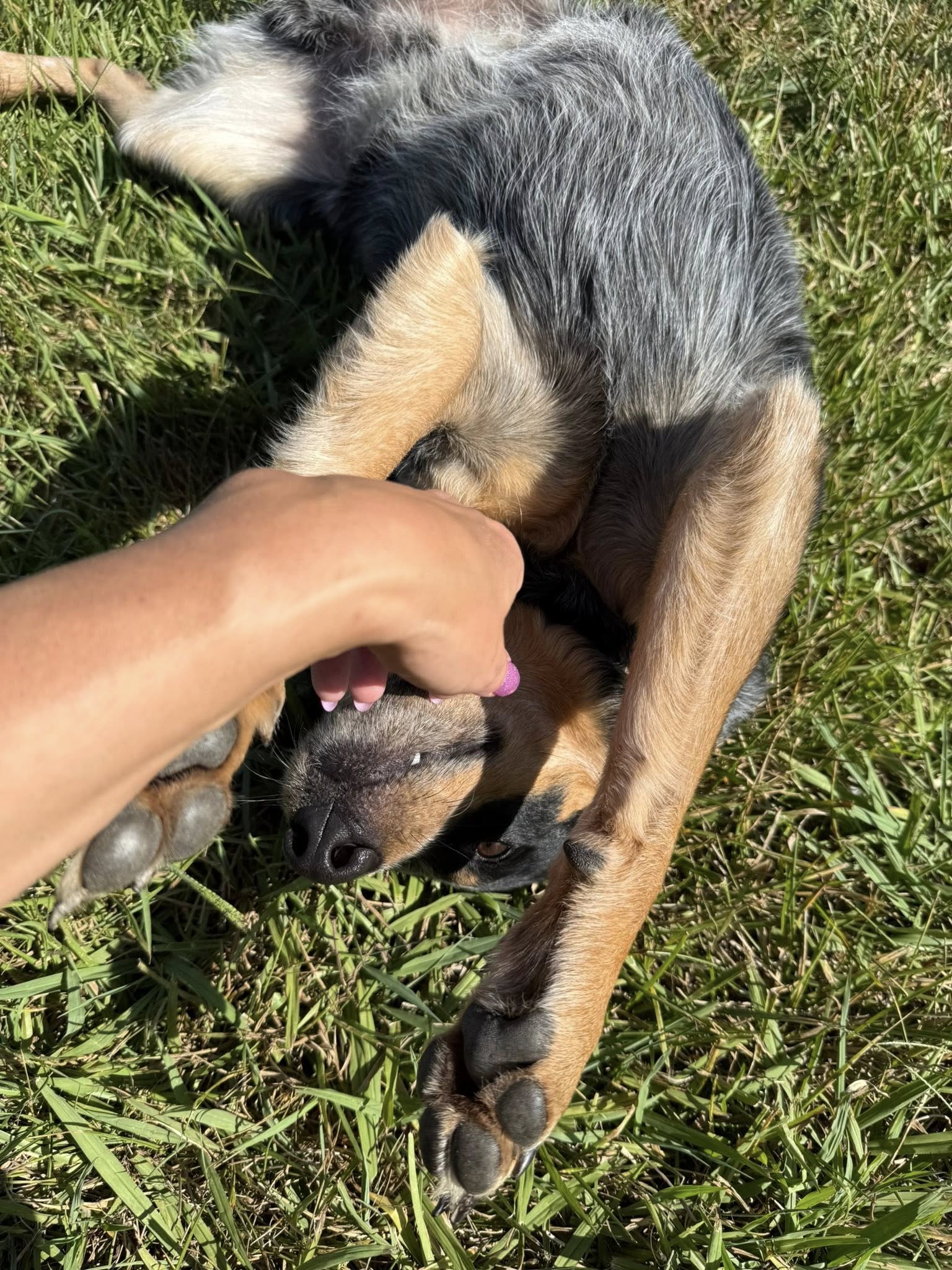 Doggy Home Away From Home/ Dog Vacay