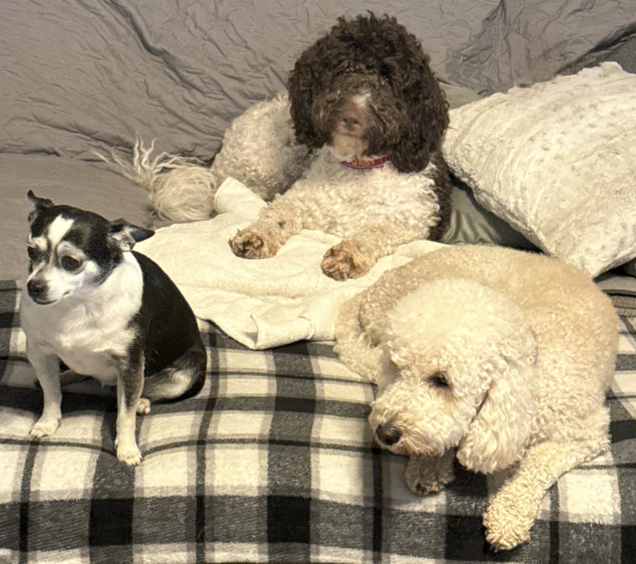 Doggy Home Away From Home/ Dog Vacay