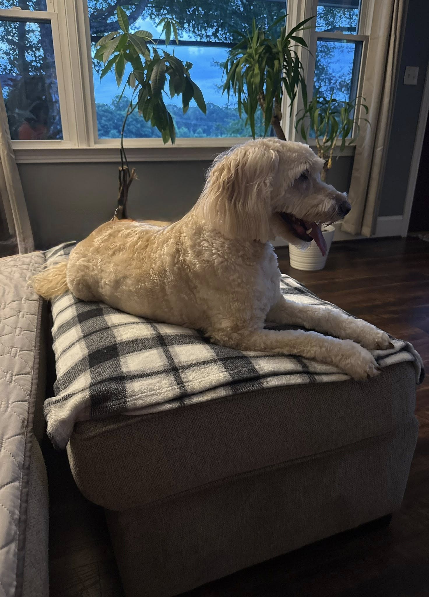 Doggy Home Away From Home/ Dog Vacay