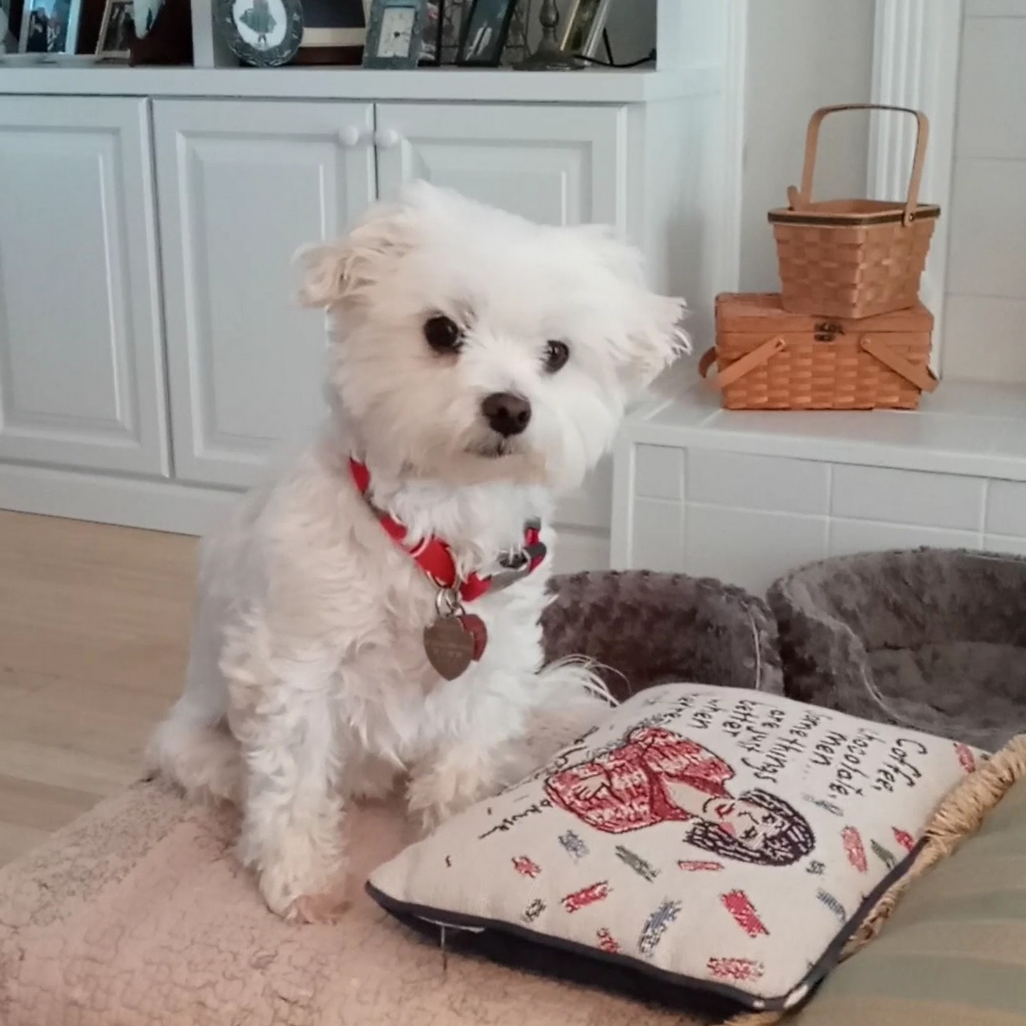 Friendship Animal Hospital Pineville