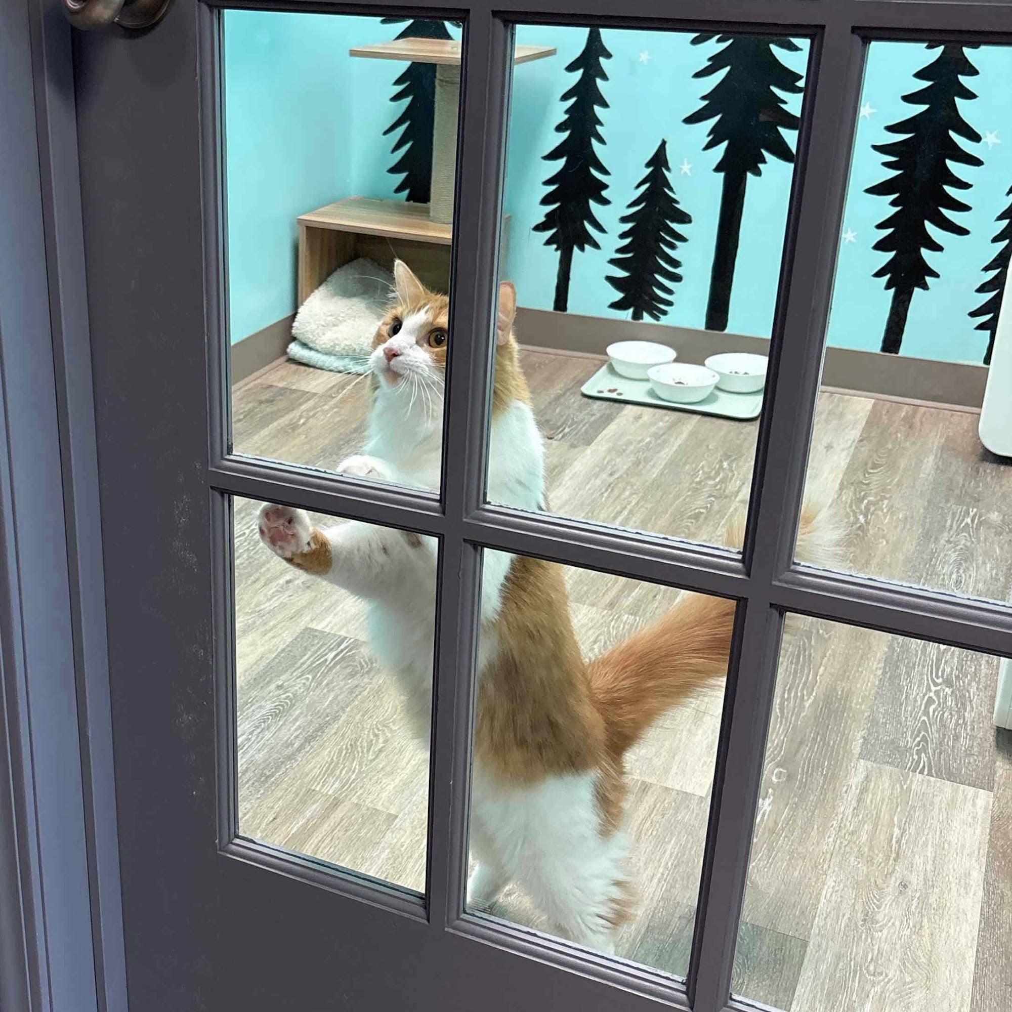 Purrfect Paradise Cat Hotel Pineville