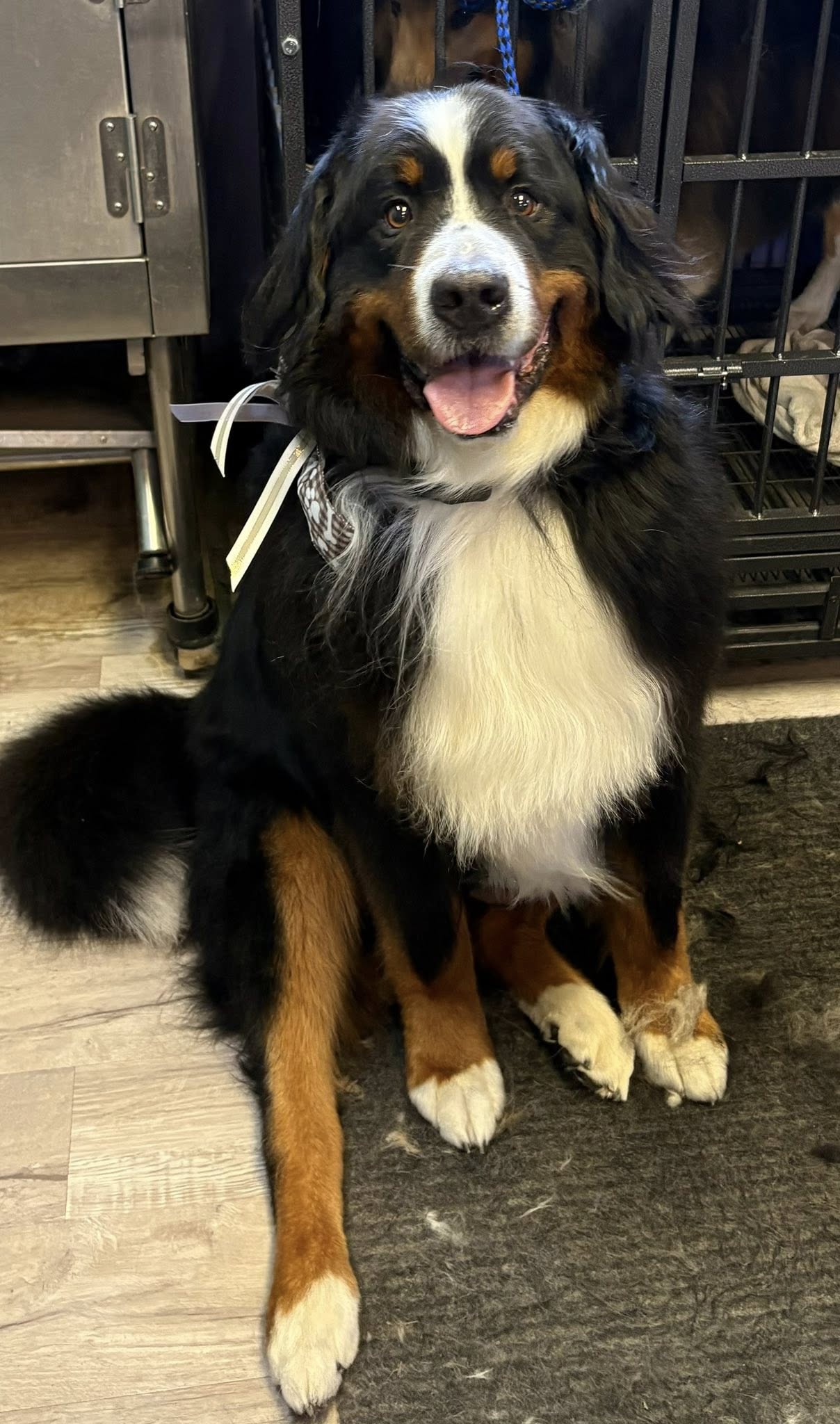 Critter Cuts Pet Grooming & Boarding Pisgah Forest