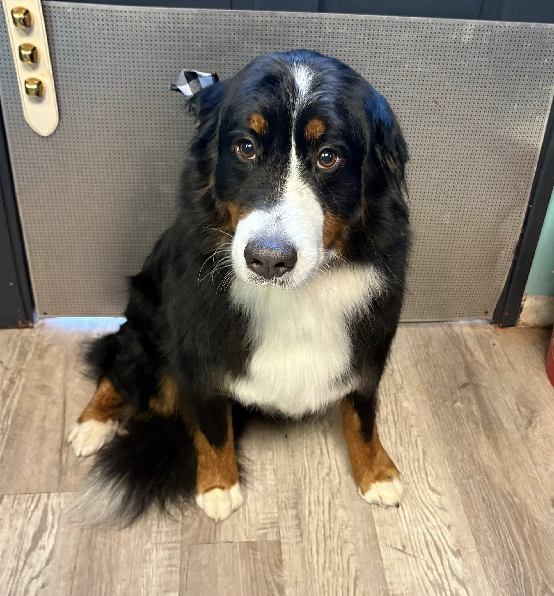 Critter Cuts Pet Grooming & Boarding Pisgah Forest