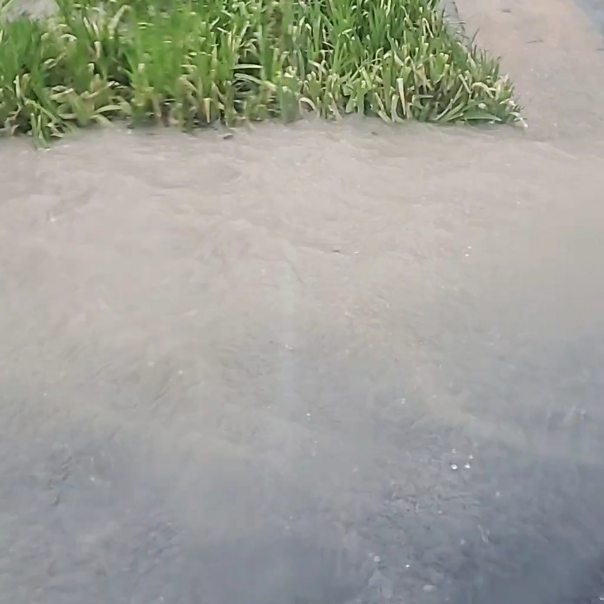 Hope Crossing Animal Hospital Pittsboro