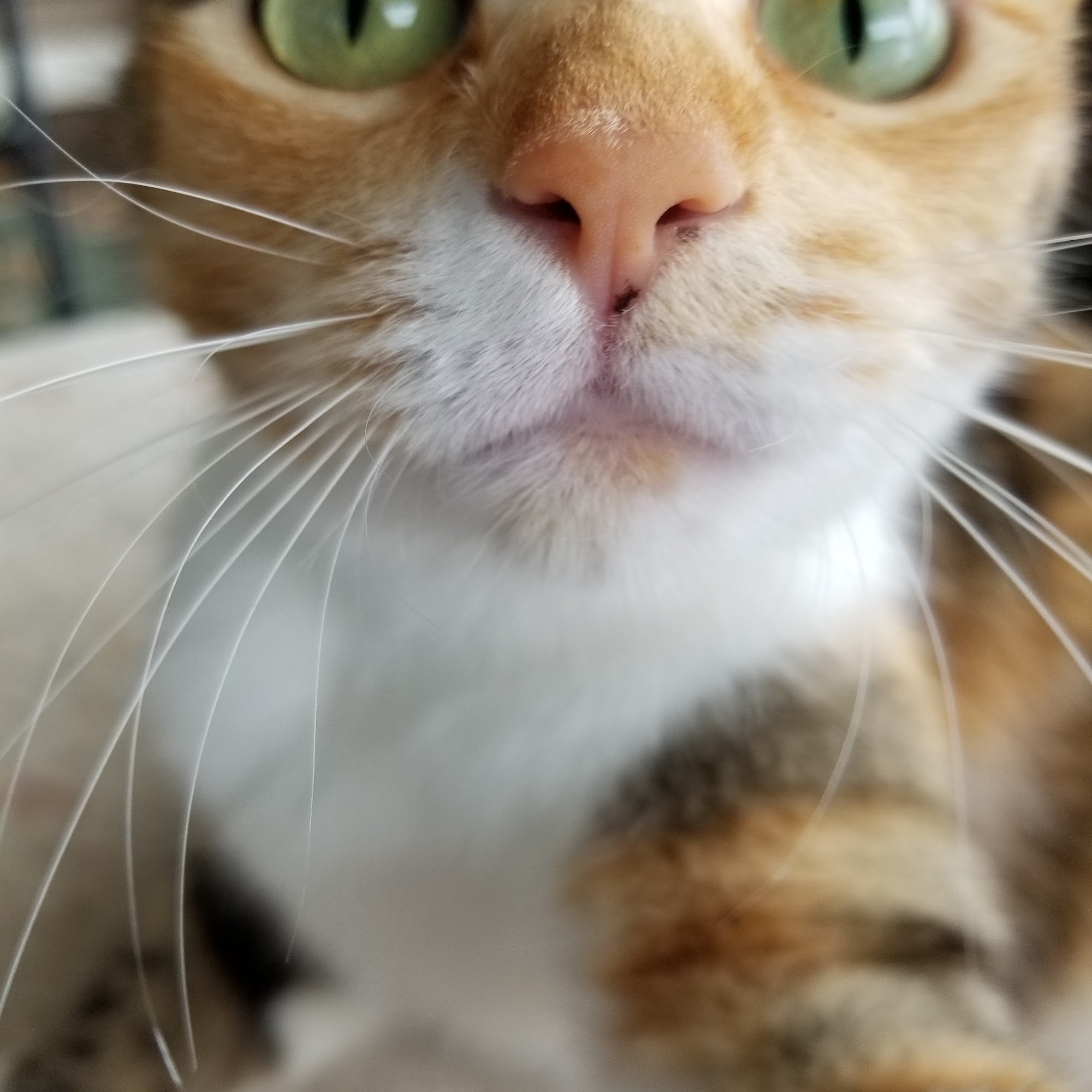 Pittsboro Animal Hospital Pittsboro