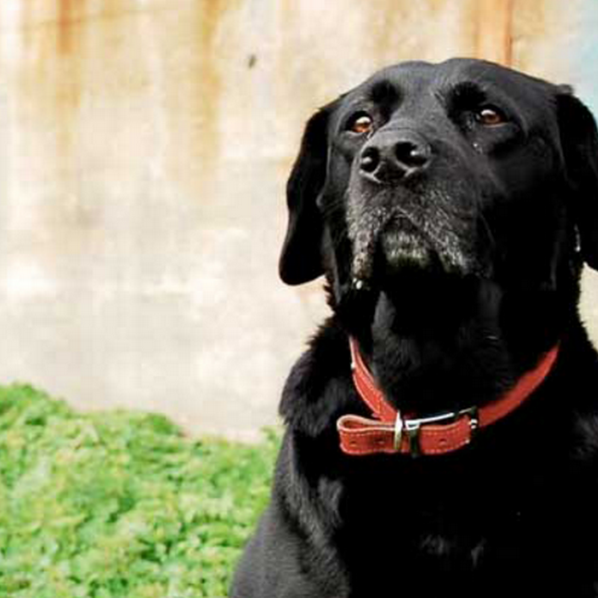 Hill Creek Veterinary Hospital Pittsboro