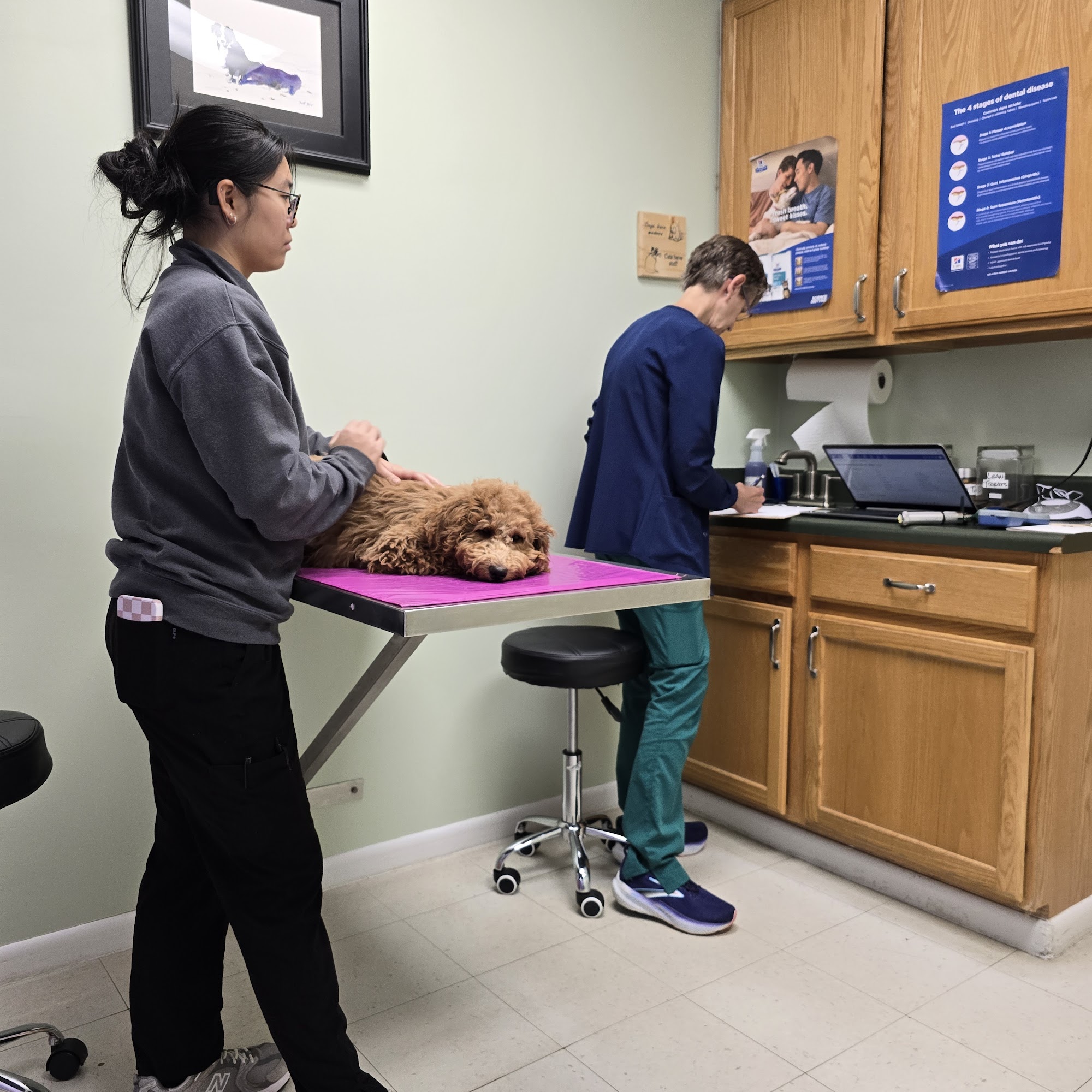 Jordan Lake Animal Hospital Pittsboro