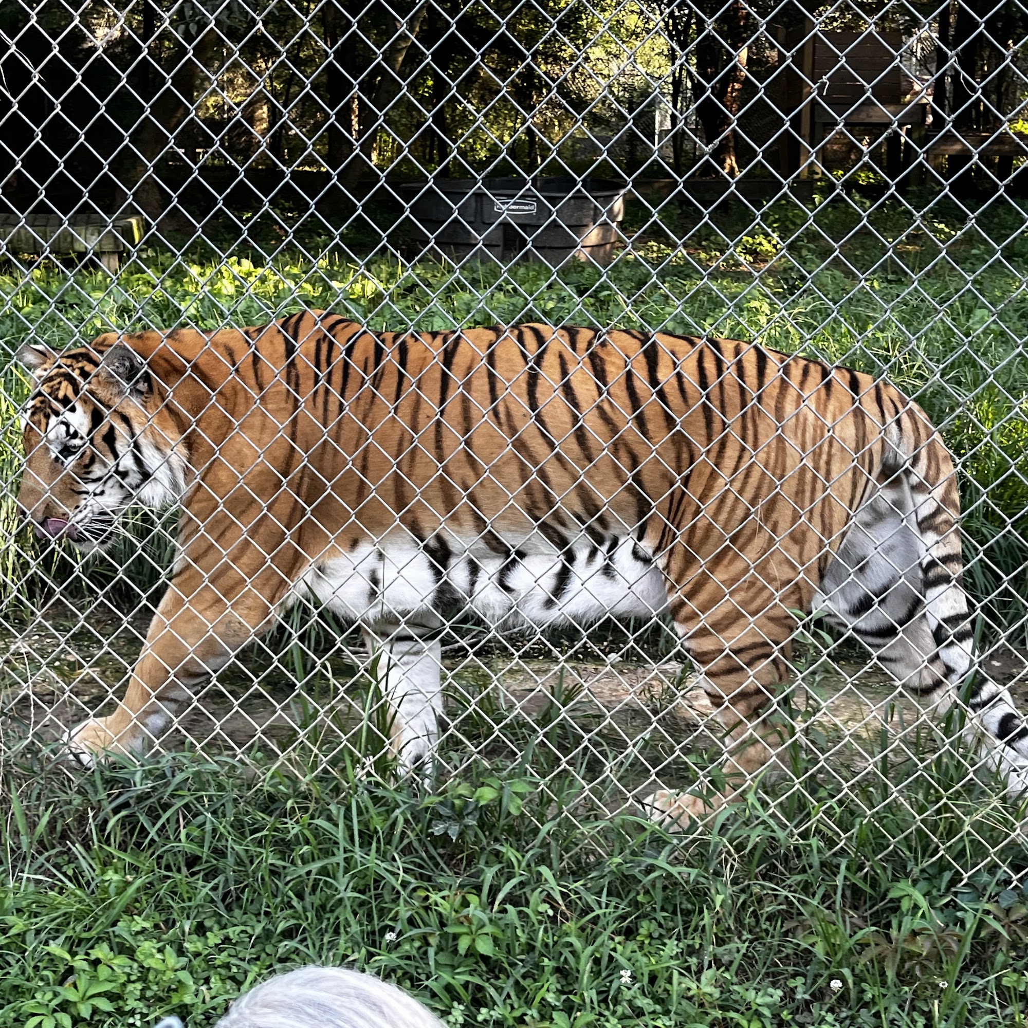 Carolina Tiger Rescue Pittsboro