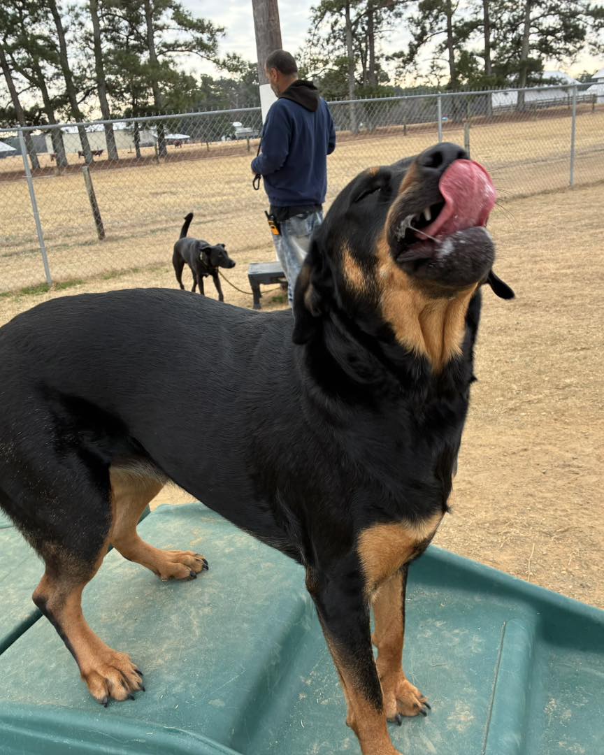 Five Points Pet Resort Raeford