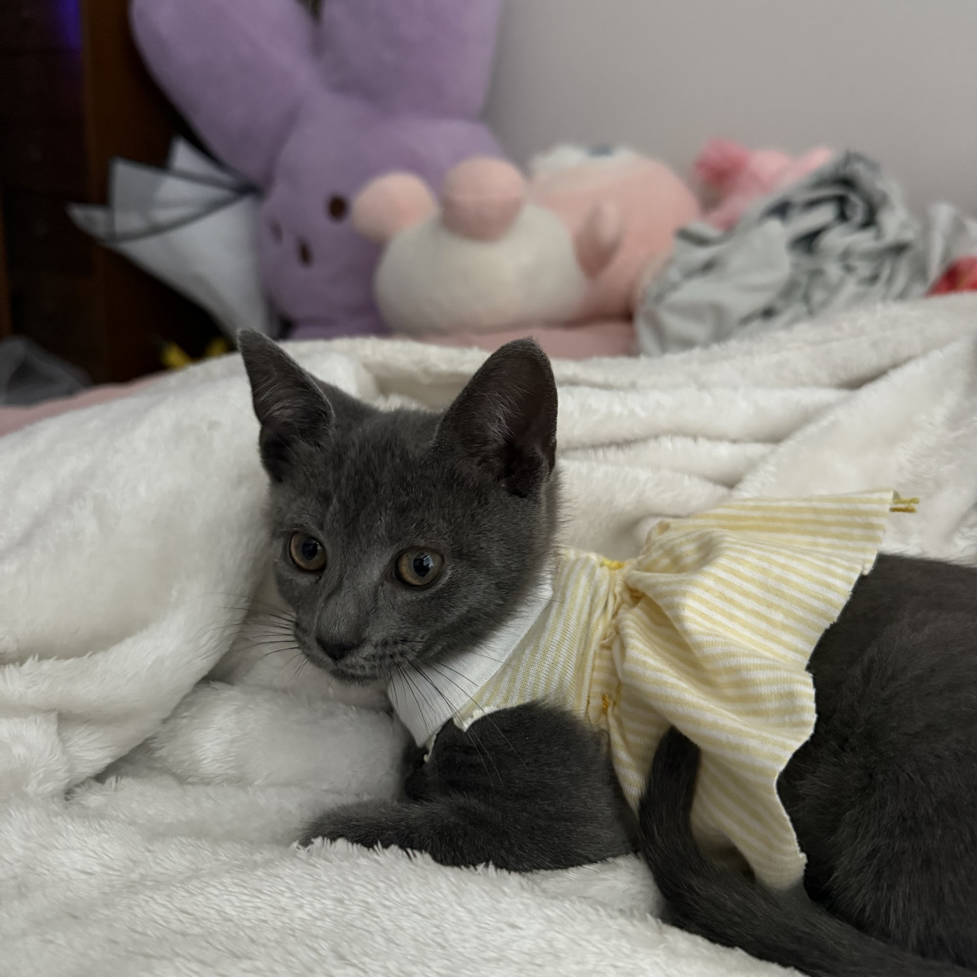 SPCA of Wake County Raleigh