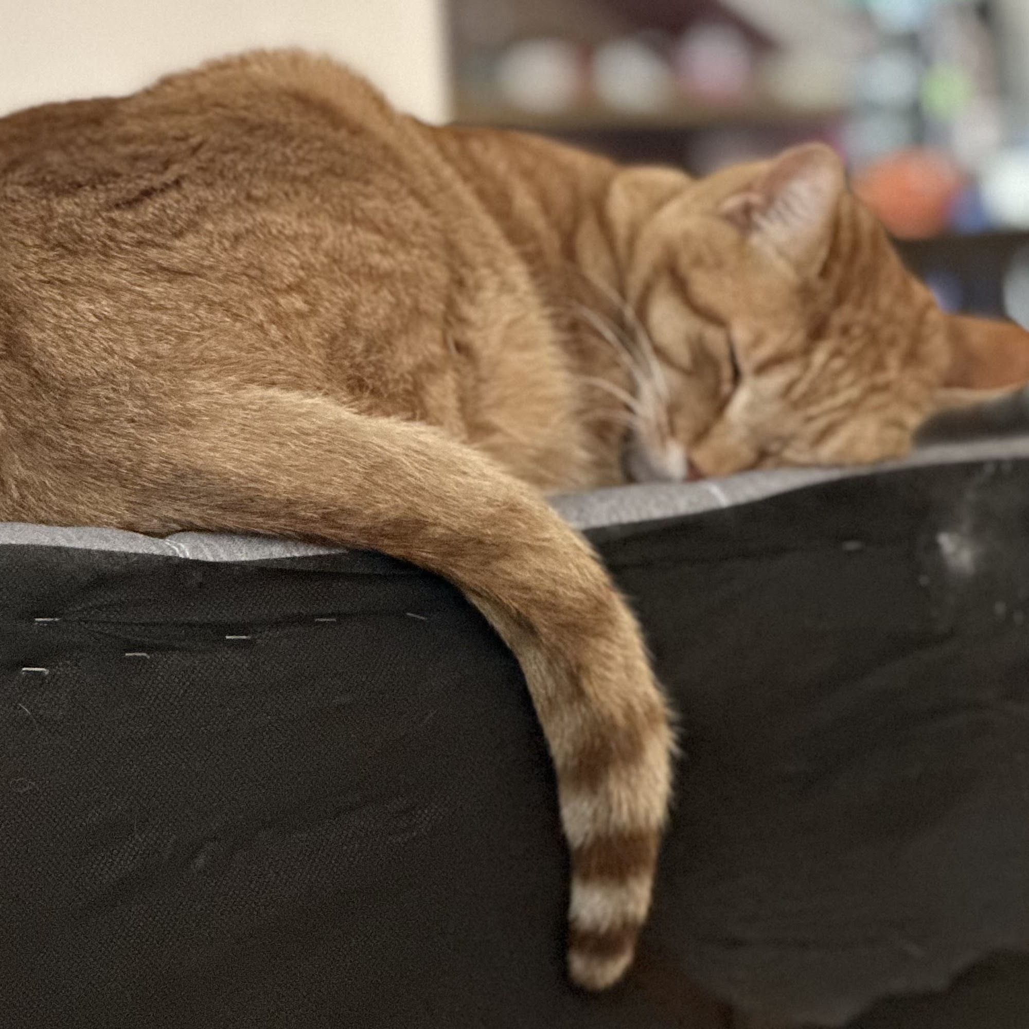 Brookwood Veterinary Clinic Raleigh