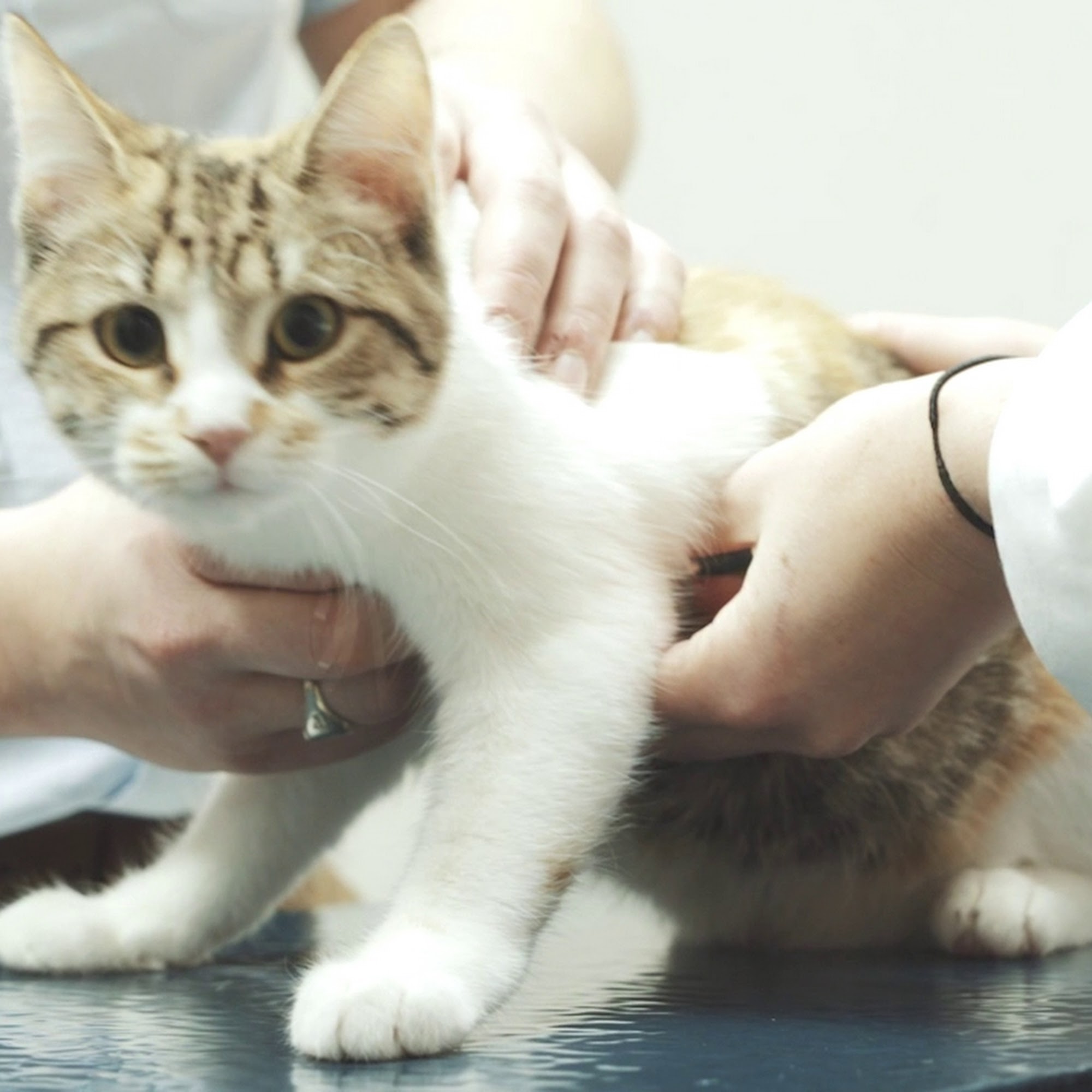 Care First Animal Hospital at Glenwood Raleigh