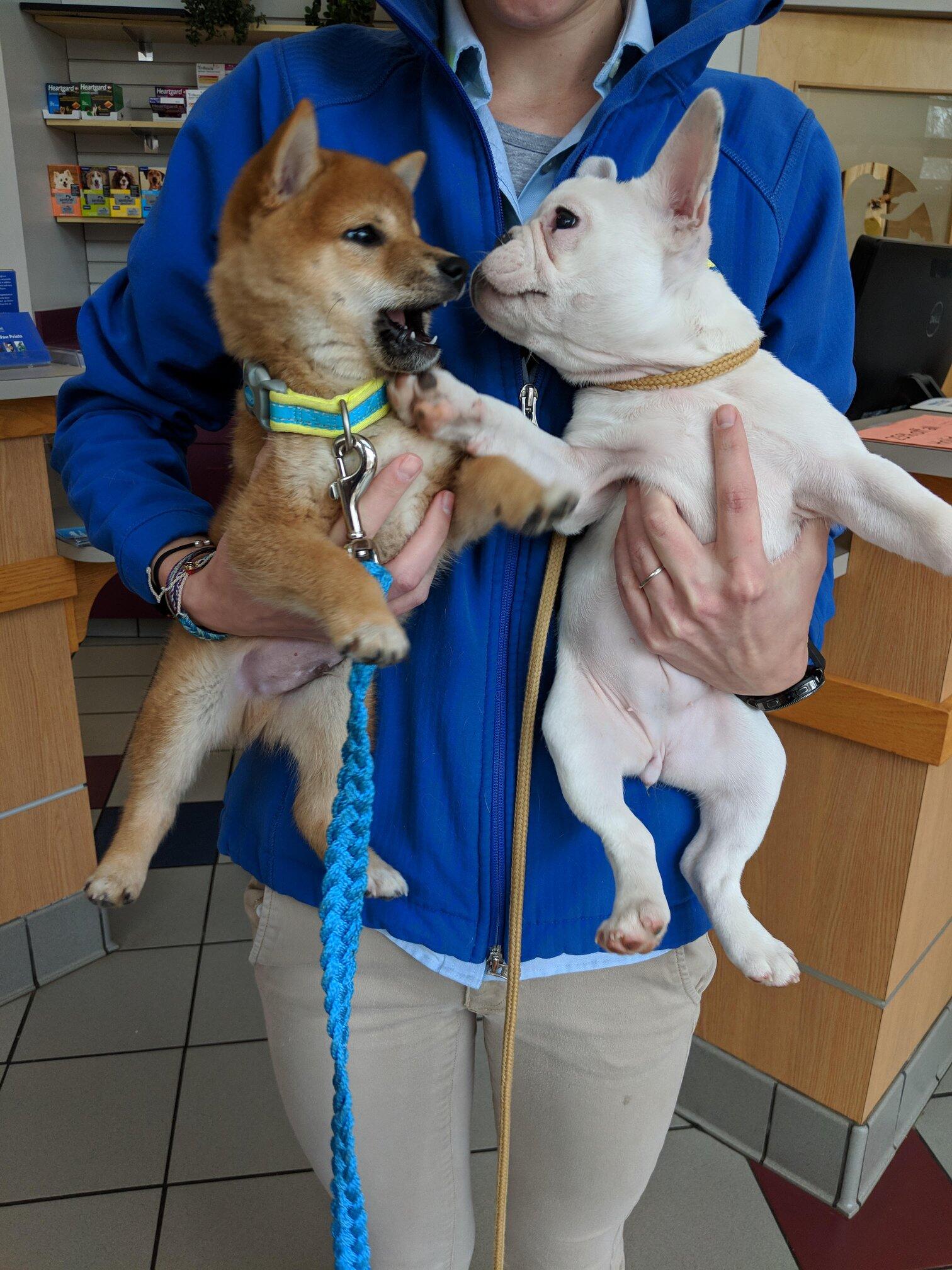 Care First Animal Hospital at Glenwood Raleigh