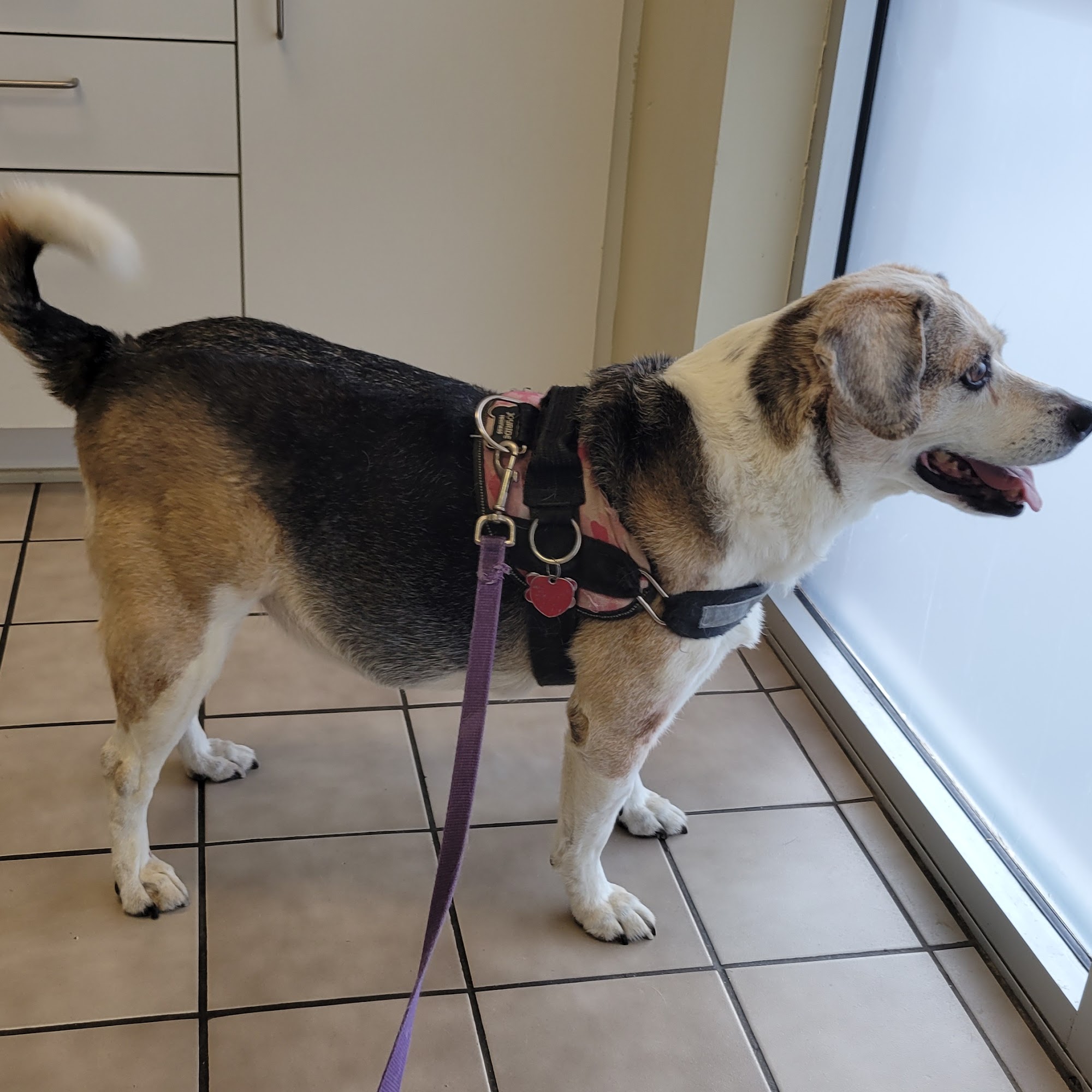 Bowman Animal Hospital and Cat Clinic Inc Raleigh