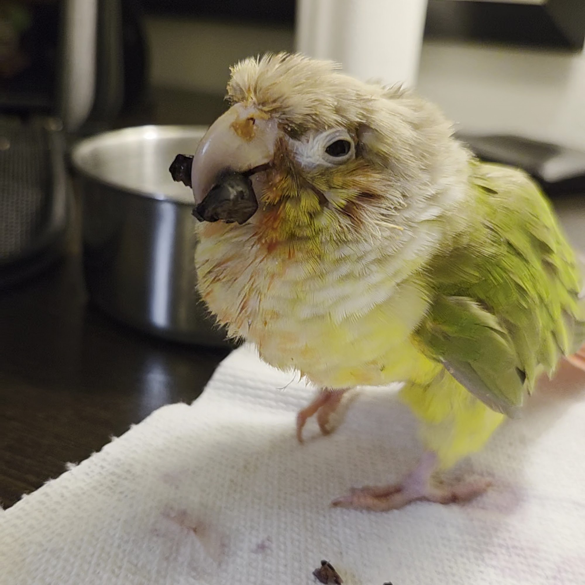 Avian and Exotic Animal Care Raleigh