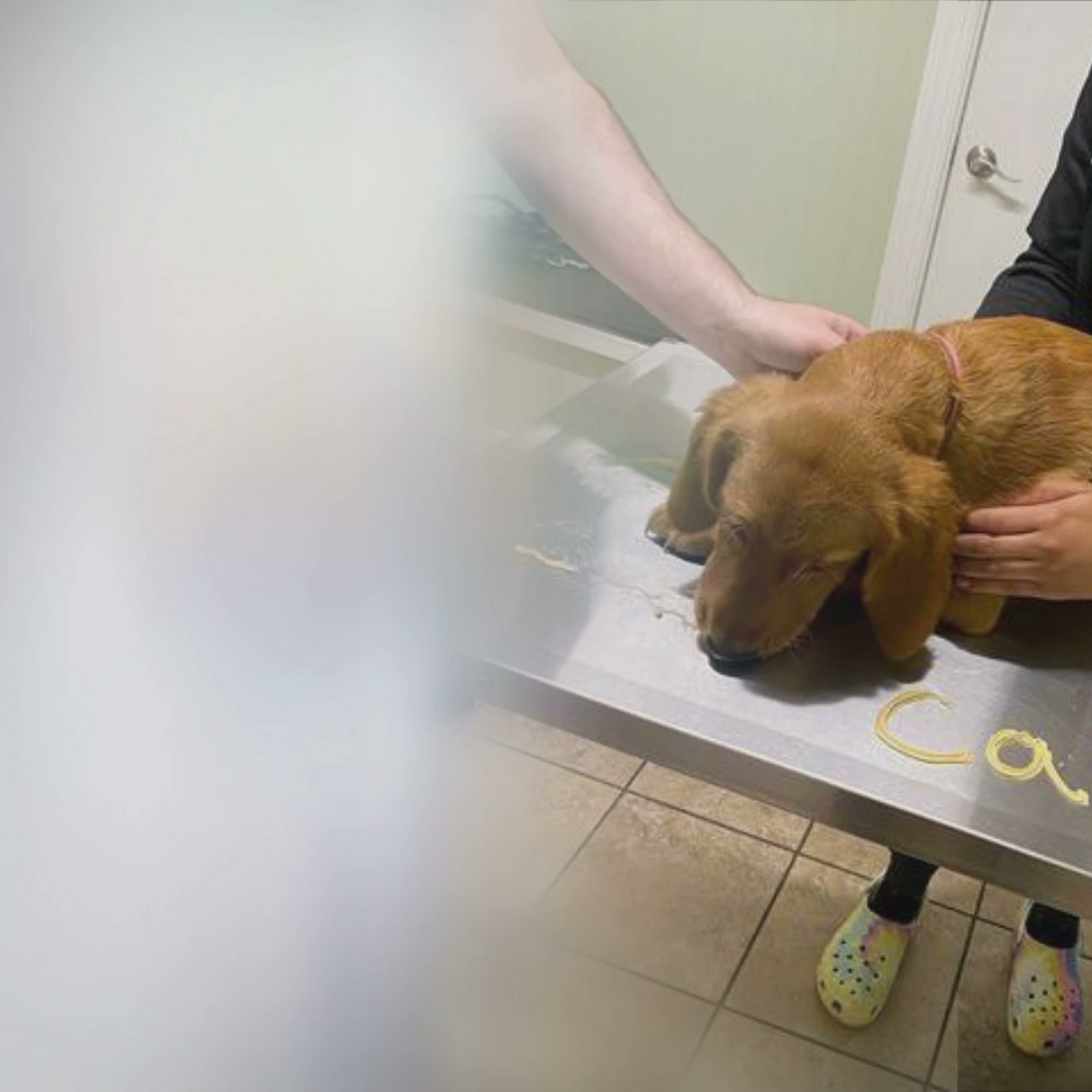 Creedmoor Road Animal Hospital Raleigh