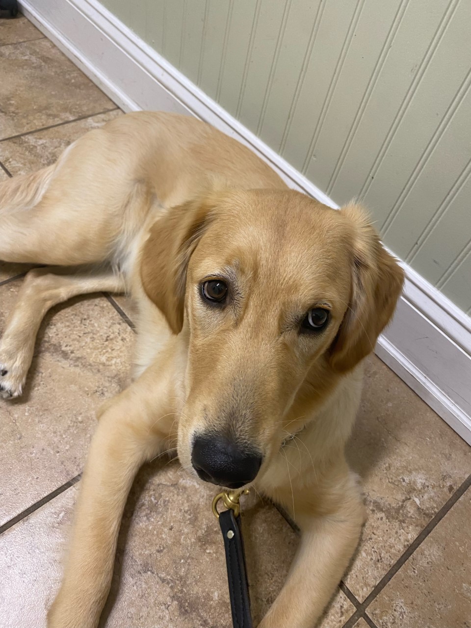 Creedmoor Road Animal Hospital Raleigh