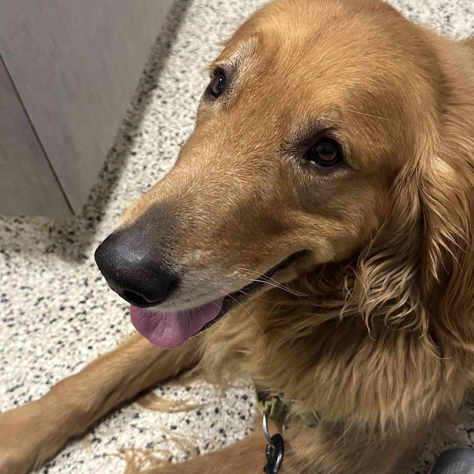 Swift Creek Animal Hospital Raleigh