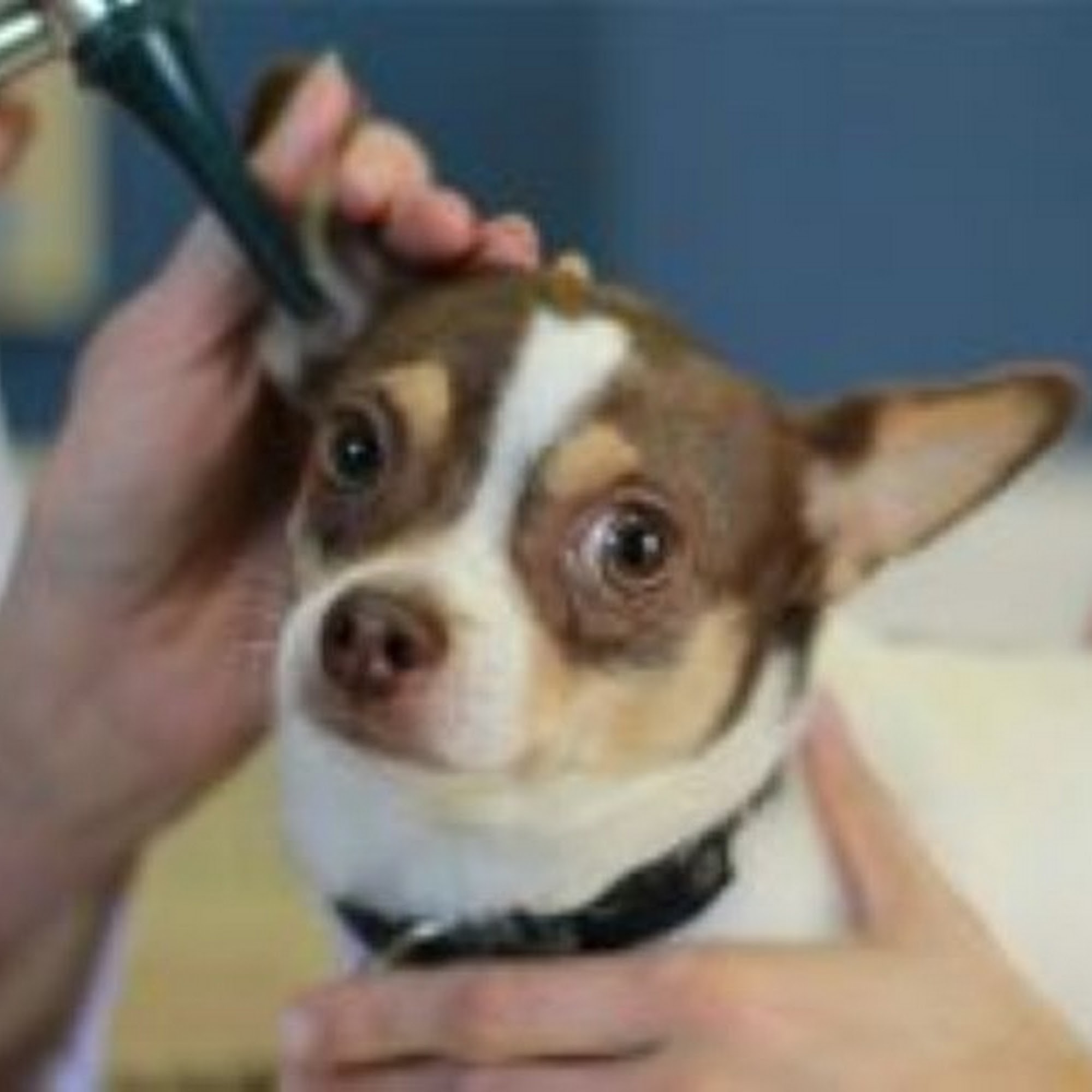 Boulevard Animal Hospital Raleigh