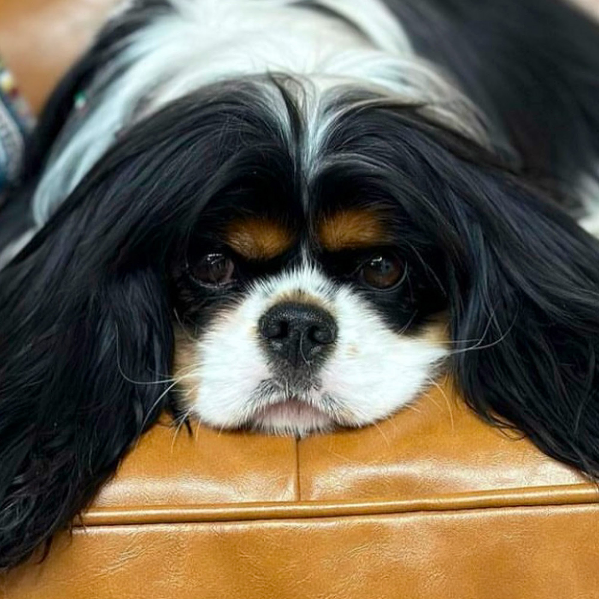 The Pawty LLC Cage Free Dog Grooming Raleigh