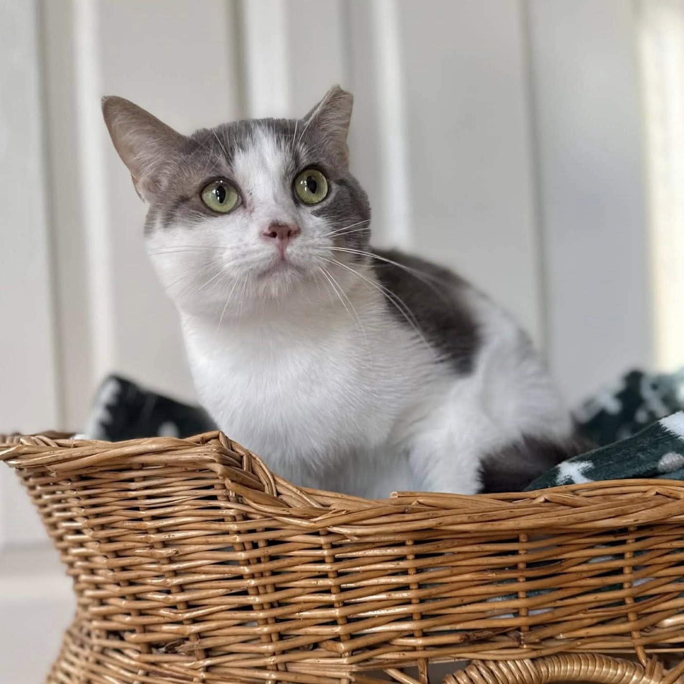 Meow House Cat Rescue Raleigh