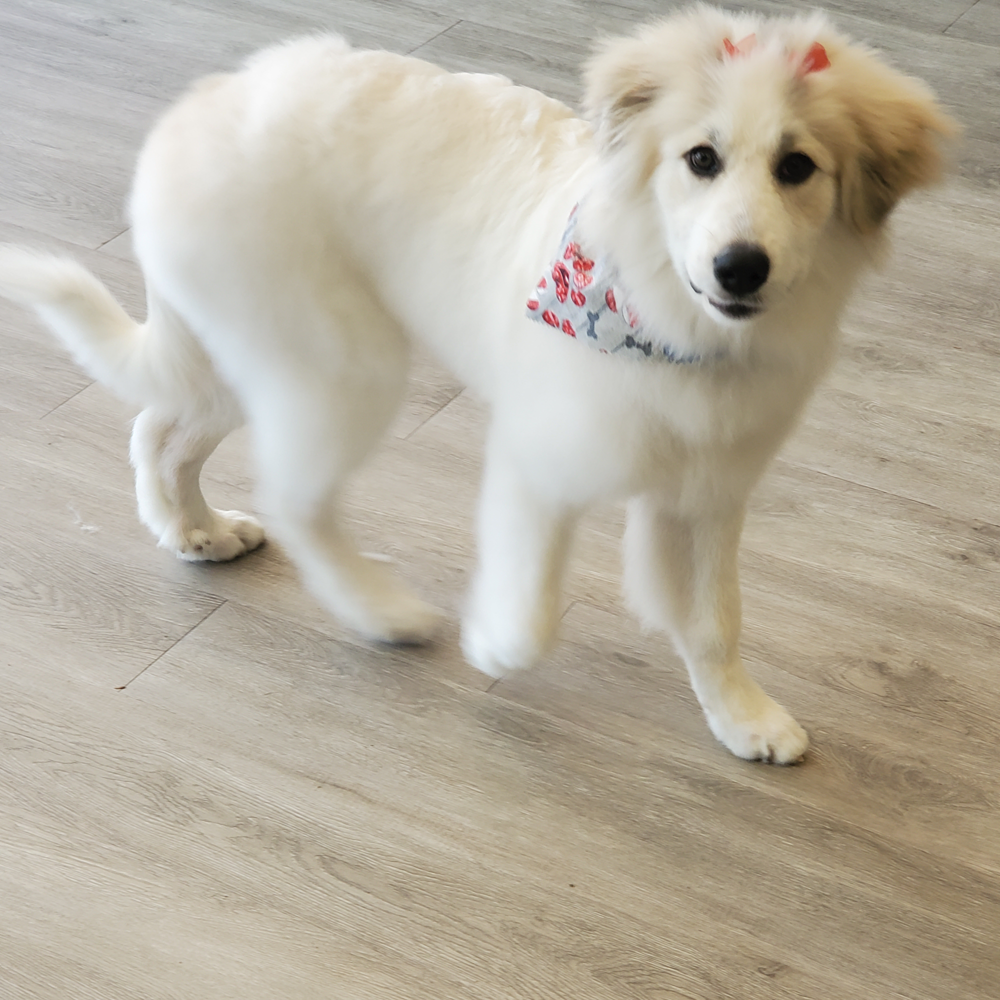 Pet Life Salon LLC Raleigh