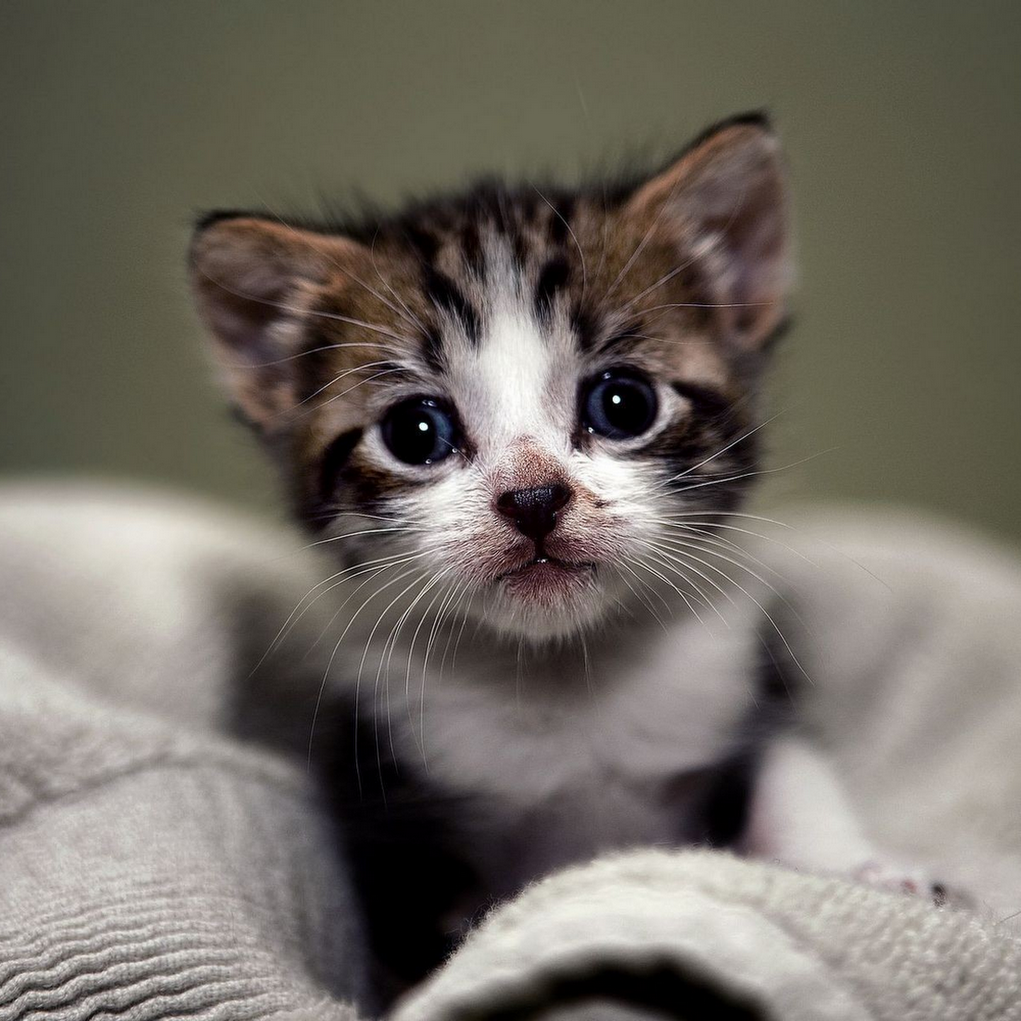 Safe Haven For Cats Raleigh