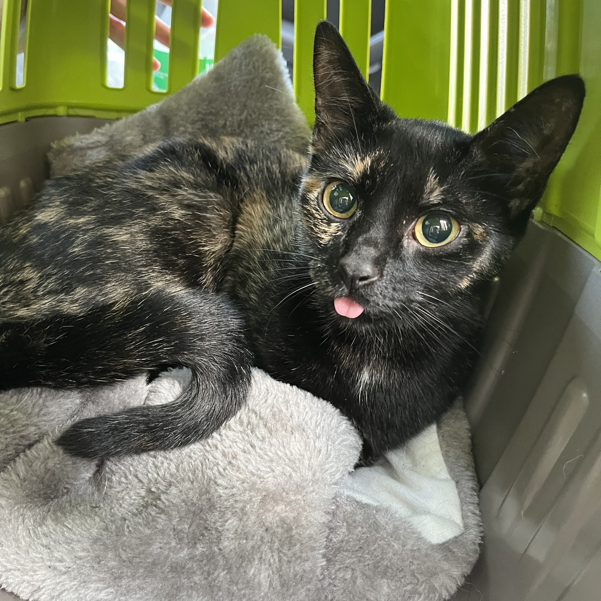 SAFE Care Spay Neuter Clinic Raleigh