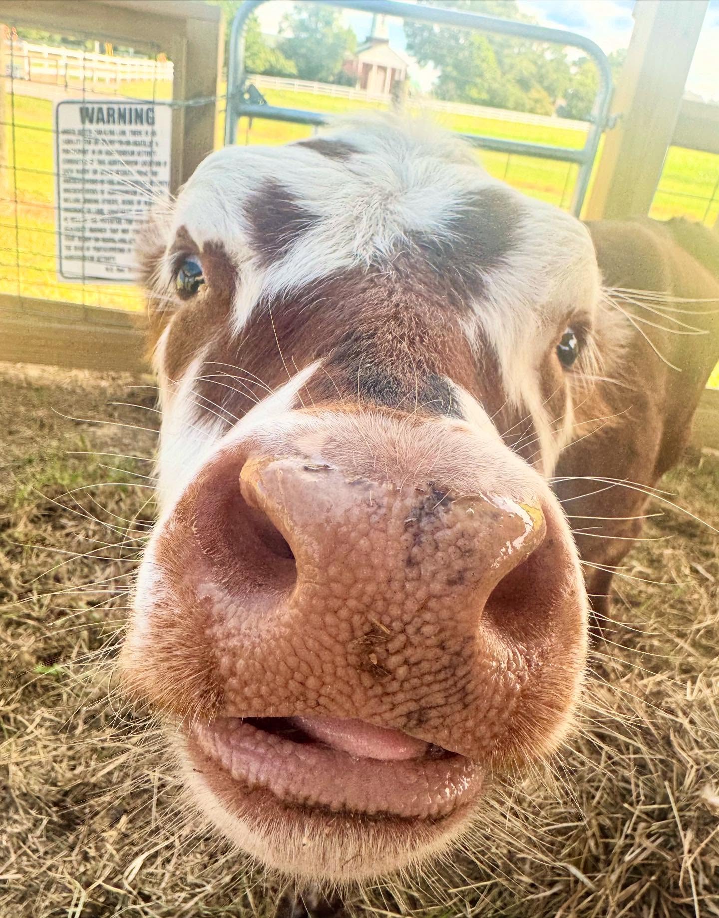 aMANda'S BEST FRIEND Raleigh