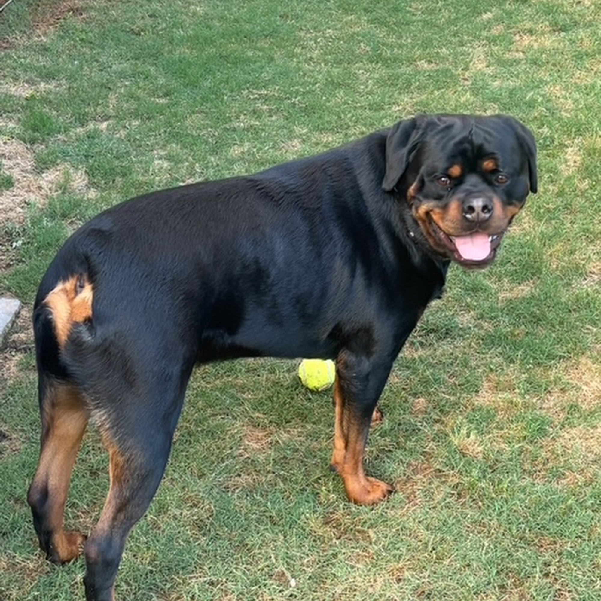 Twilight Meadows Mobile Vet - In Home Euthanasia Services Raleigh